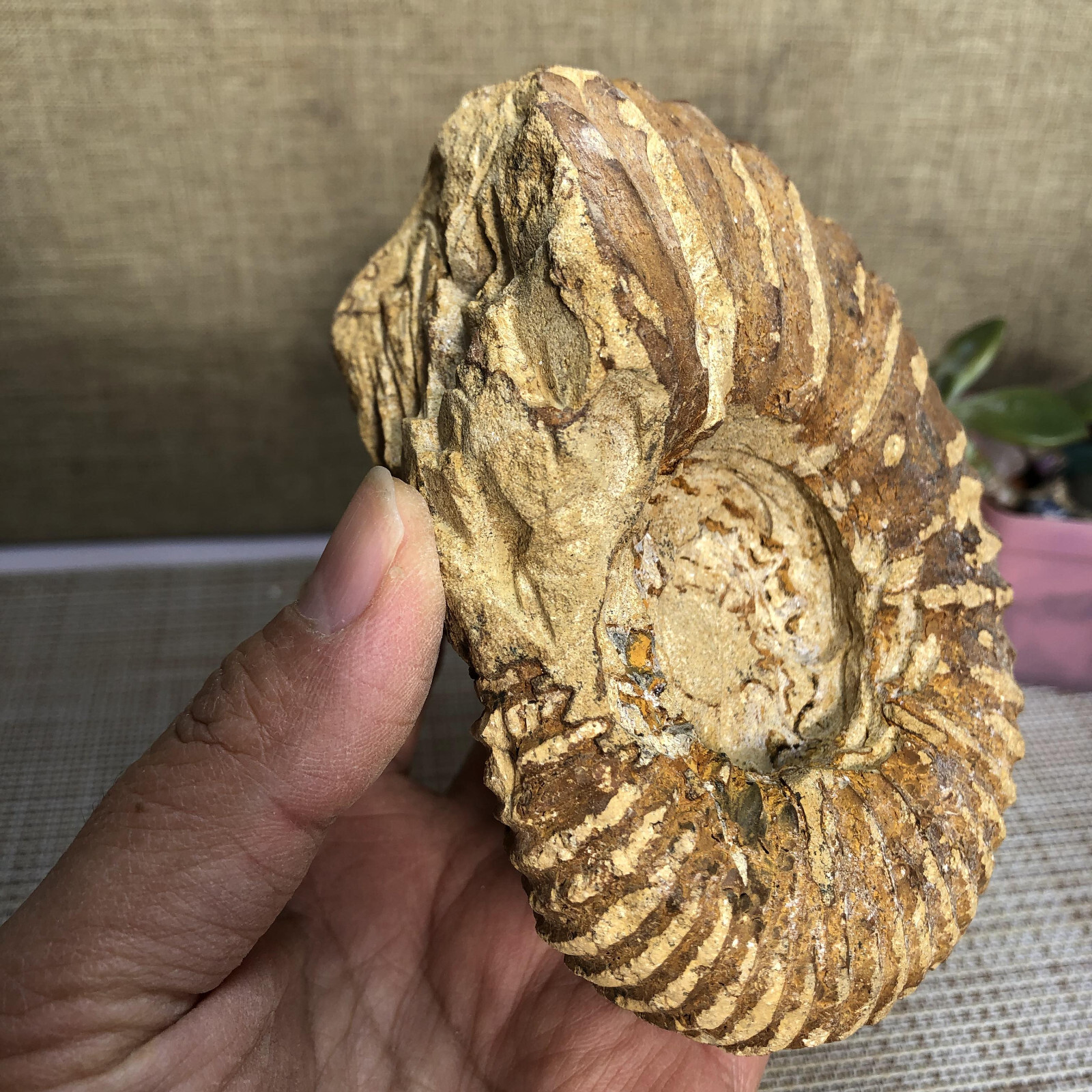 110mm Rare natural yellow conch Ammonite original rough Specimen 507g g4905