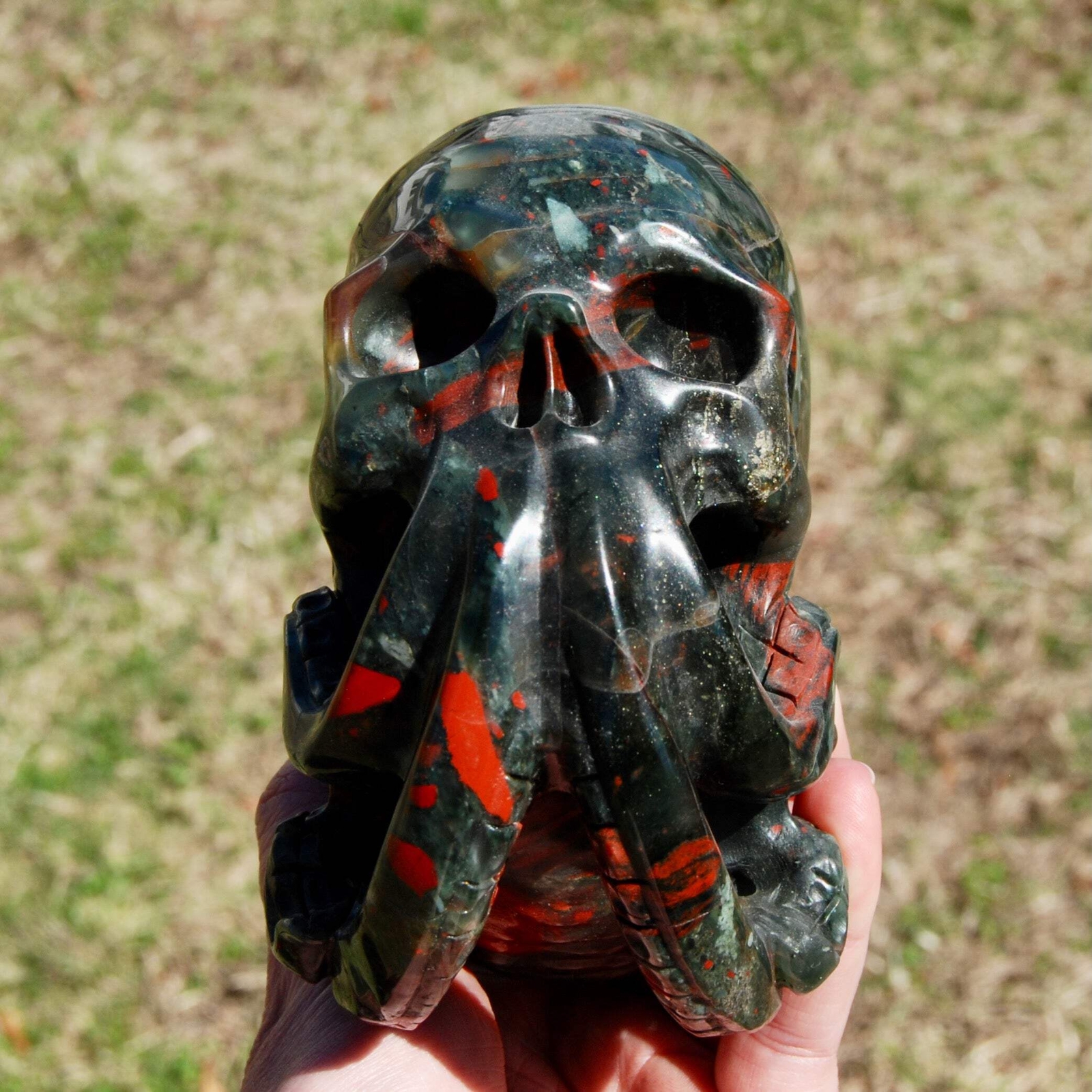 6in 4.2LB HUGE African Bloodstone Crystal Nautilus Octopus Skull