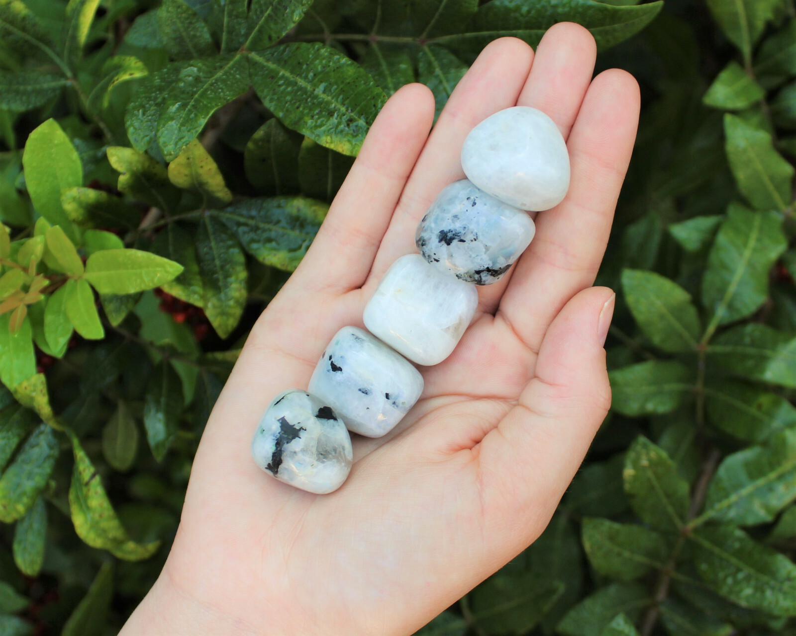 Rainbow Moonstone 5 MEDIUM LARGE Tumbled Stones (Crystal Healing) (0.75″ – 1″)