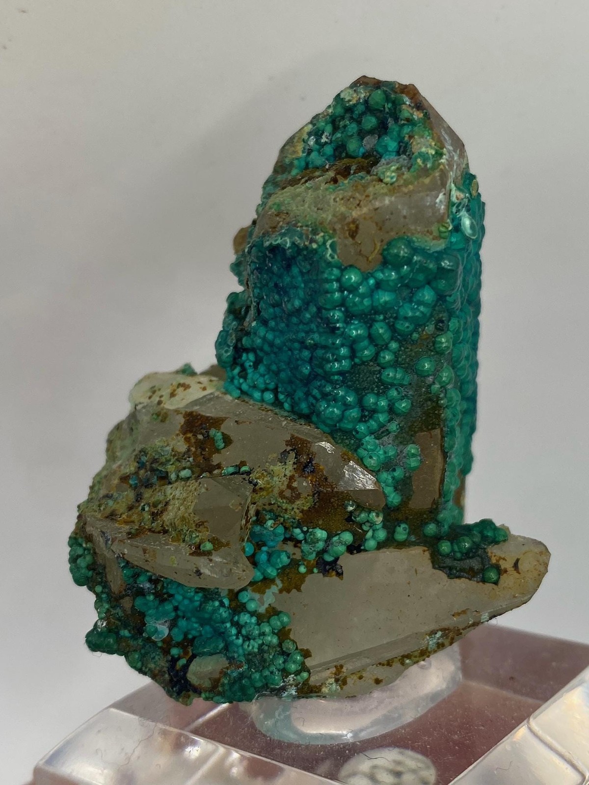 Botryoidal Chrysocolla on Quartz! Tentadora Mine Peru! See video!