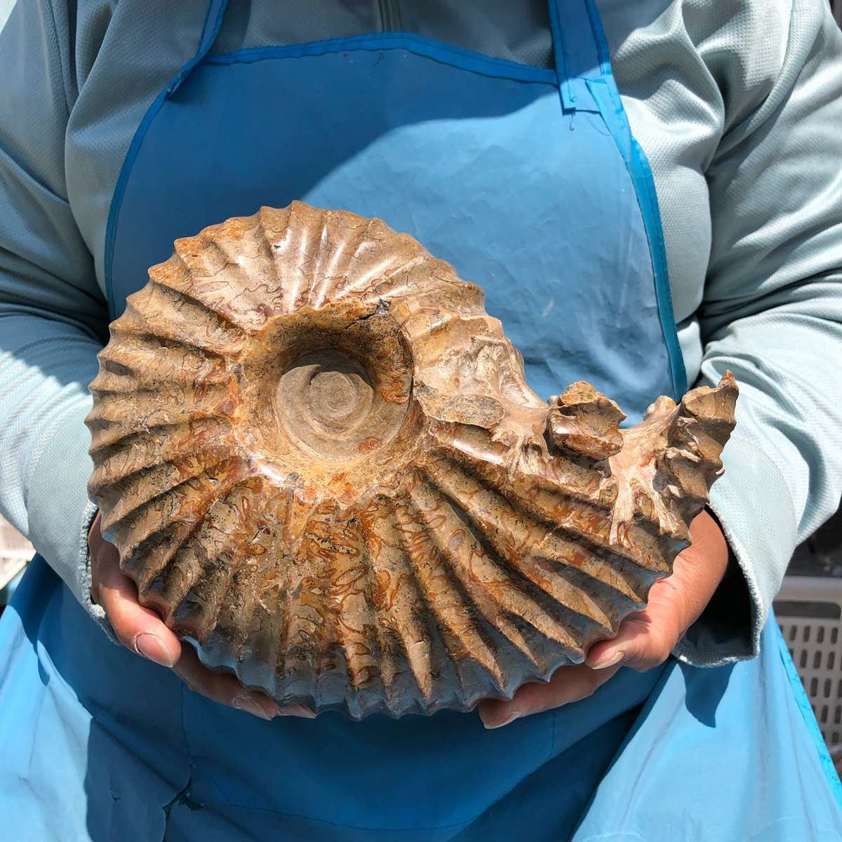 8.91LB Rare! Natural Tentacle Ammonite Specimen Healing Madagascar