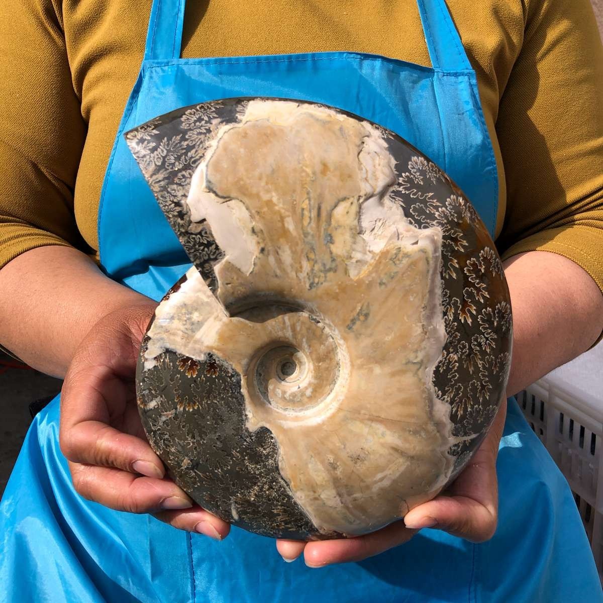 3.52LB Natural Beautiful Ammonite Fossil Conch Crystal Specimen Healing 4628