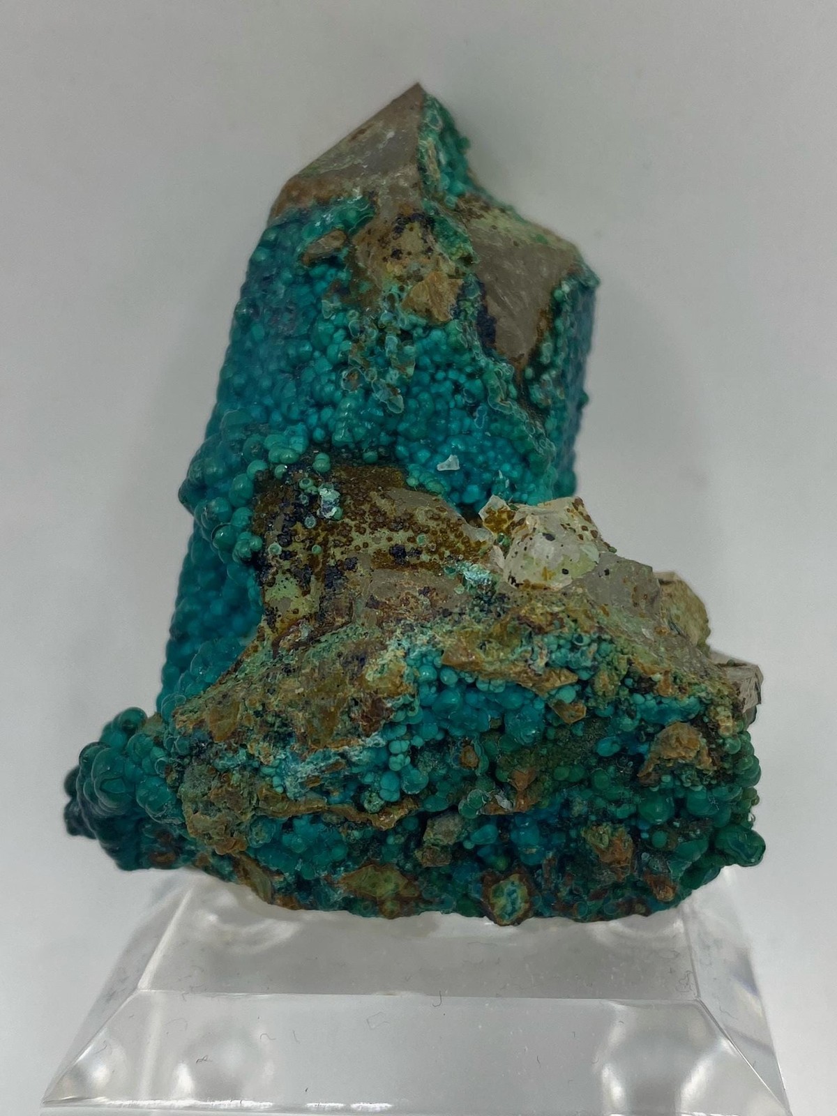 Botryoidal Chrysocolla on Quartz! Tentadora Mine Peru! See video!