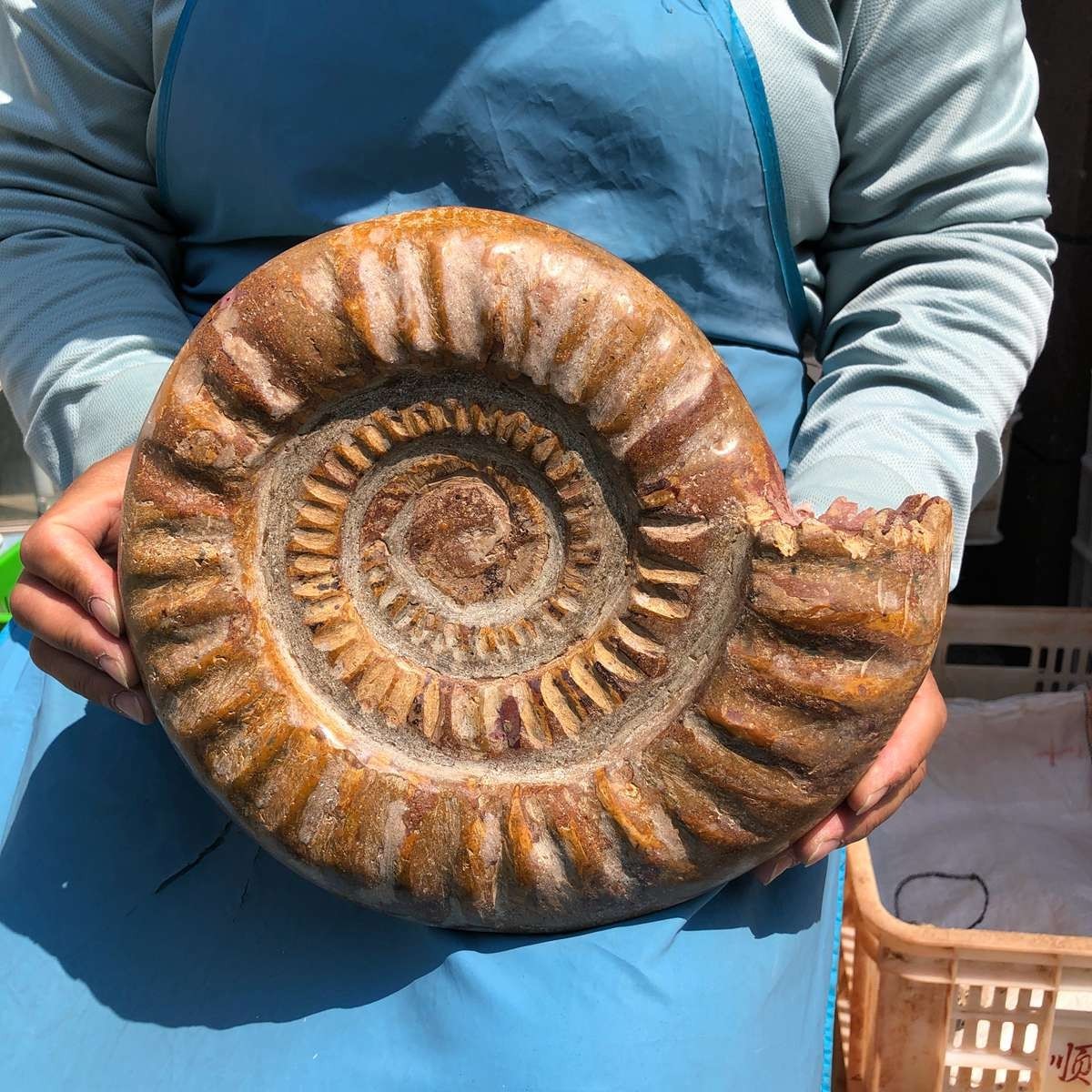 9.96LB Top Natural Horn Screw Fossil Ammonite Conch Crystal Specimen Healing