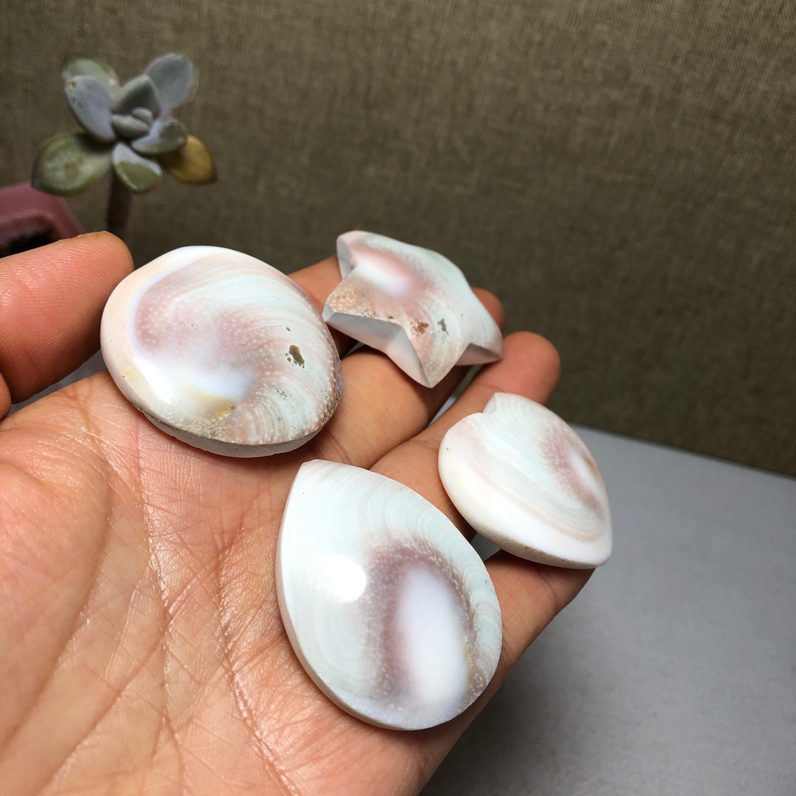 4pcs Rare sun shell Reiki Shiva Eye ocean semi-precious stone 74g A2754