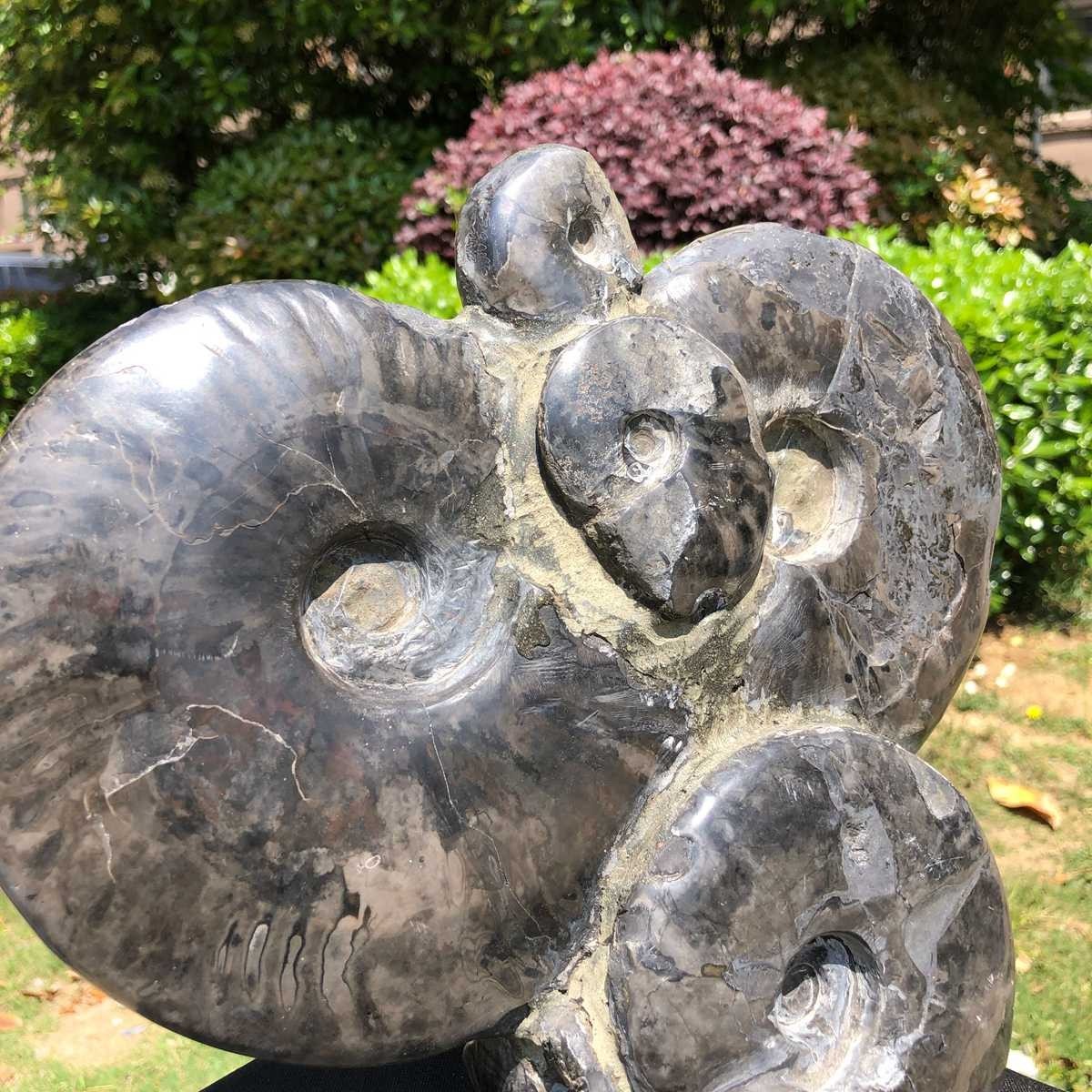 10.6LB Natural Beautiful Ammonite Fossil Conch Crystal Specimen Healing 5102