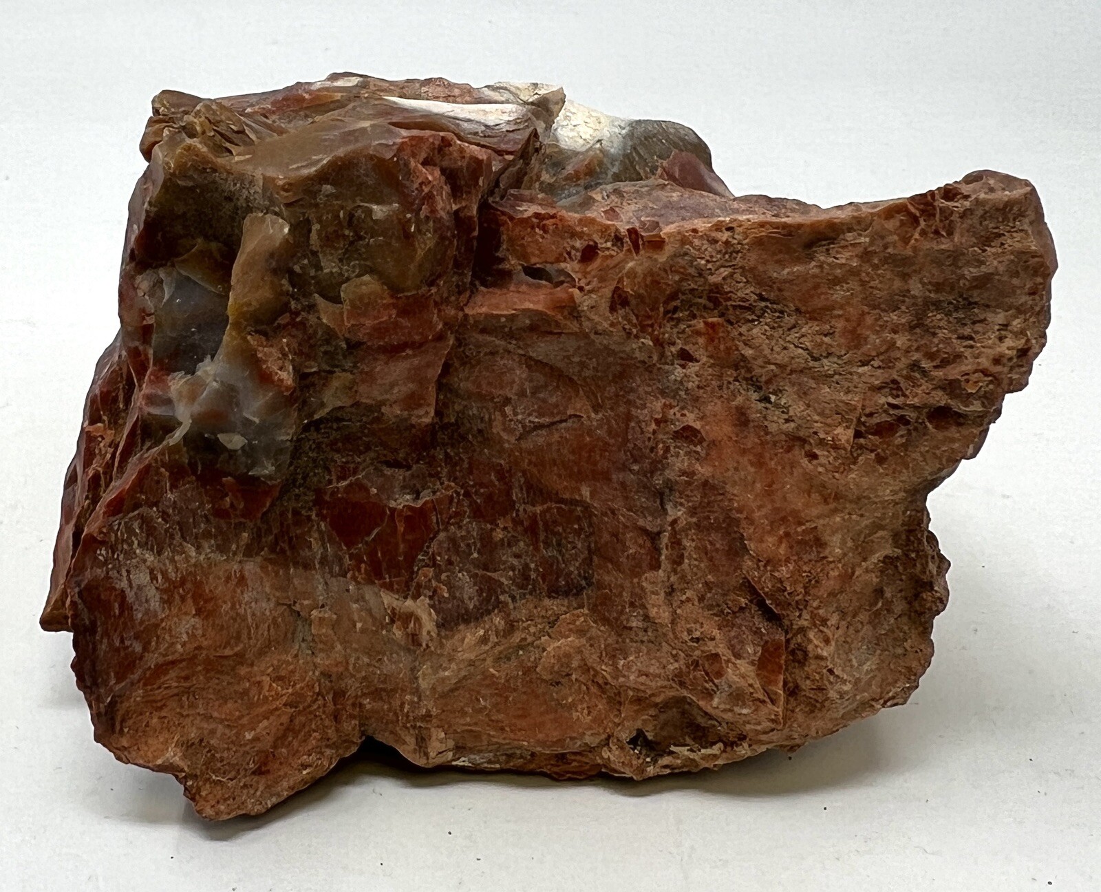 Loose Natural Stone – United States: Petrified Wood 2lb 3oz