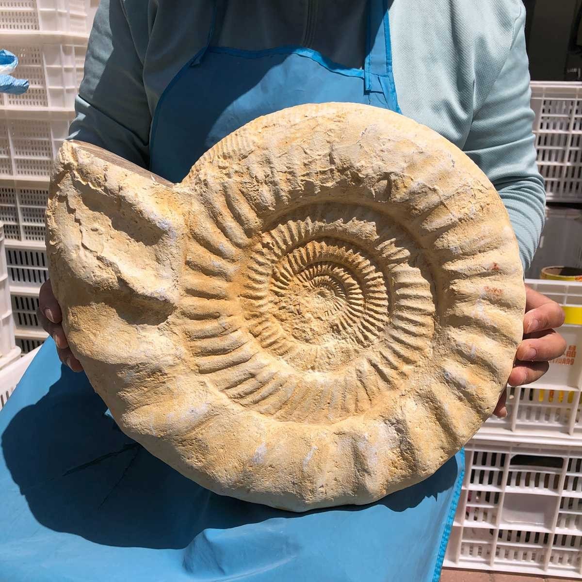 22.5LB Large Natural Beautiful Ammonite Fossil Conch Crystal Specimen Healing