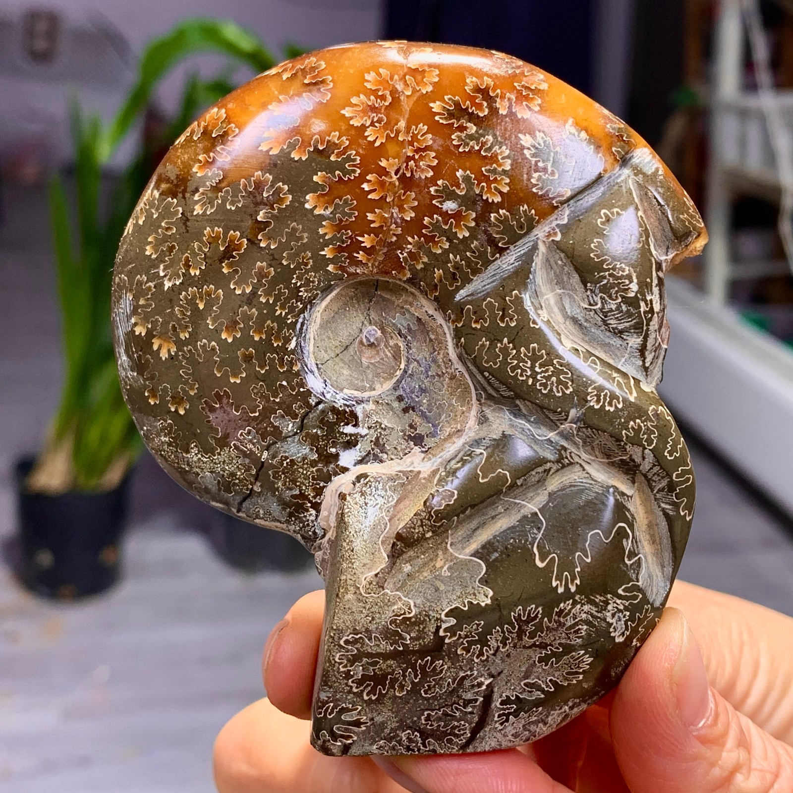 180G Rare! Natural tentacle ammonite fossil shell healing Madagascar
