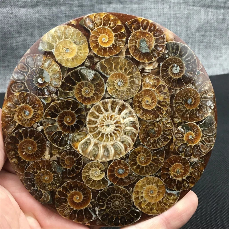 Natural Ammonite Disc Fossil Conch Specimen Healing +Stand 1PC