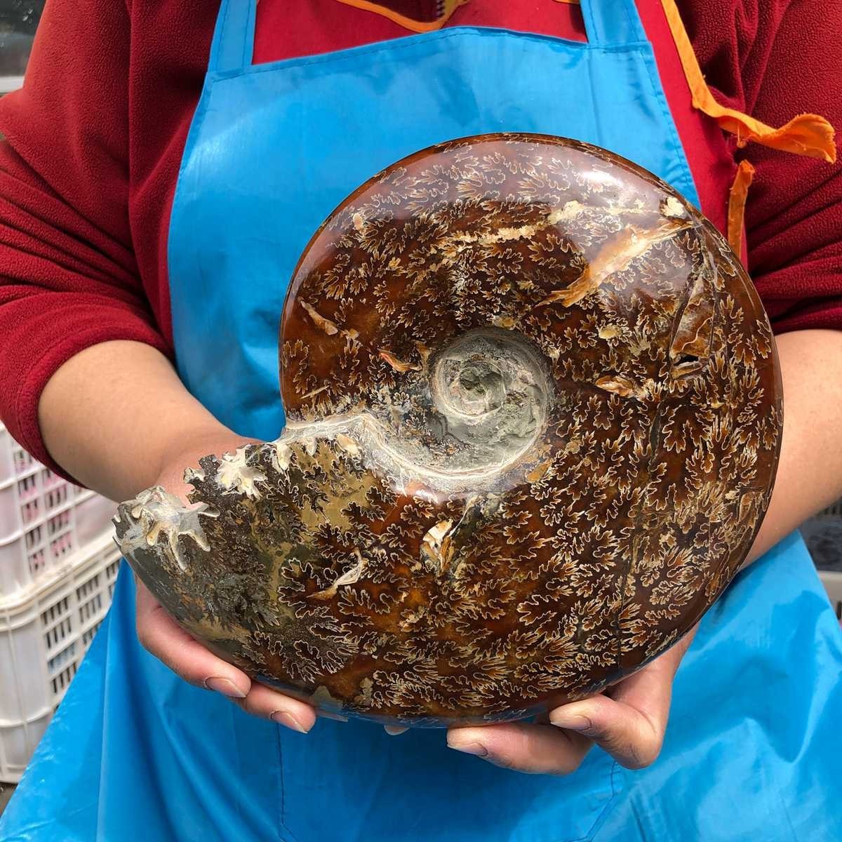 3.76LB Rare! Natural Tentacle Ammonite Specimen Healing Madagascar