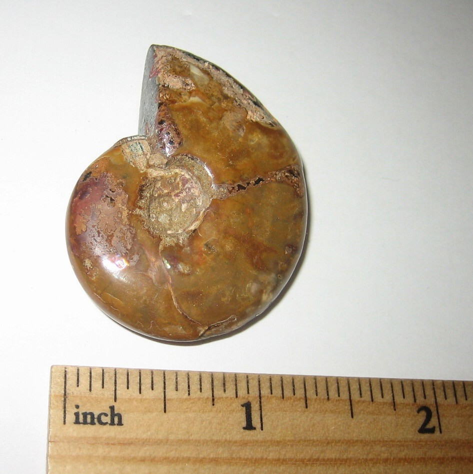 1.6″ POLISHED NATURAL OPALIZED AMMONITE FOSSIL OCEAN SEA SHELL MADAGASCAR 21g *1