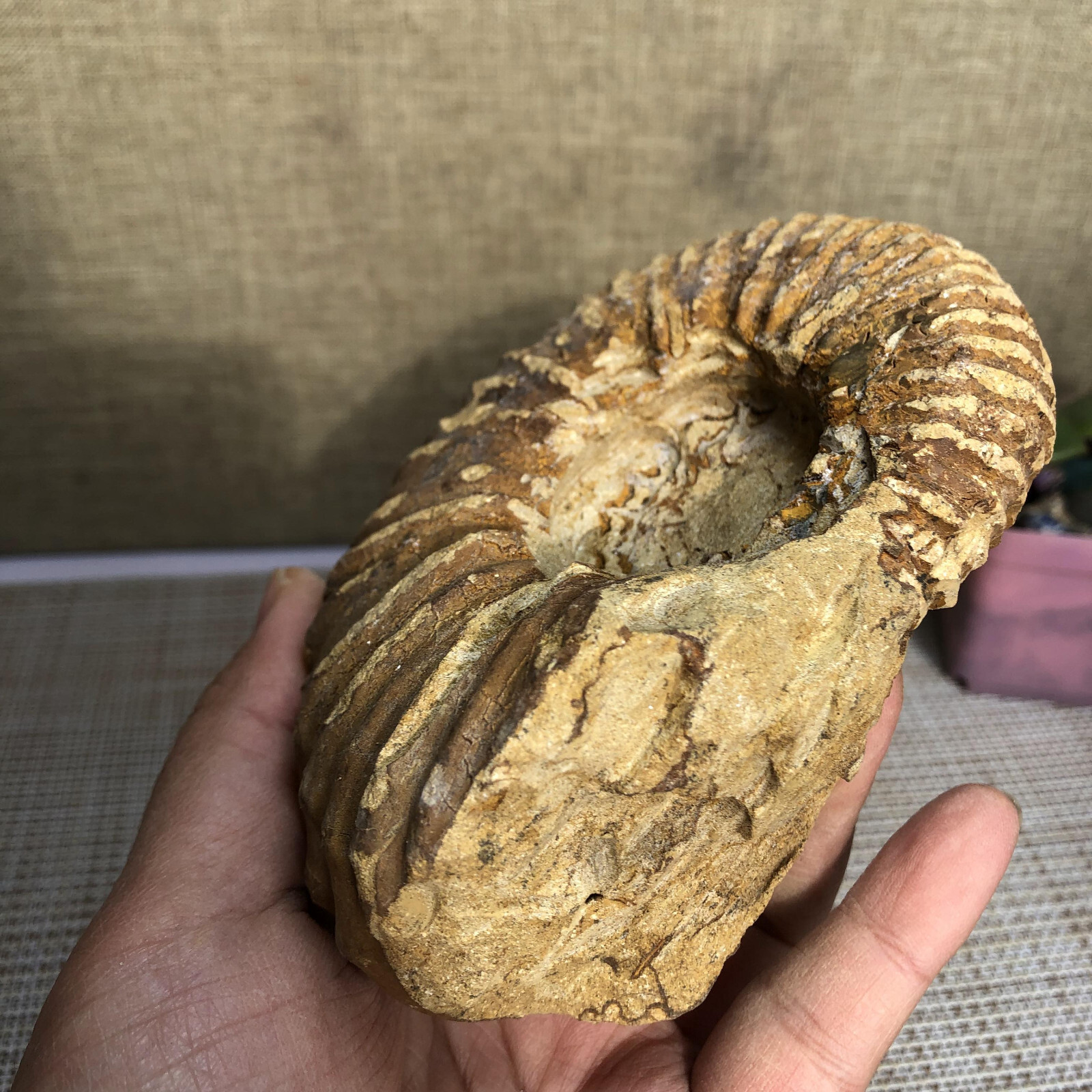110mm Rare natural yellow conch Ammonite original rough Specimen 507g g4905
