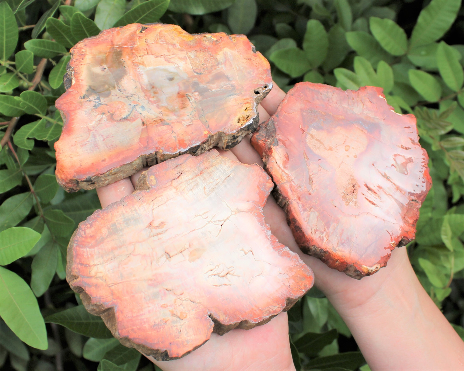 LARGE Petrified Wood Slabs 3.5 – 6″ (Fossilized Wood, Polished Petrified Wood)