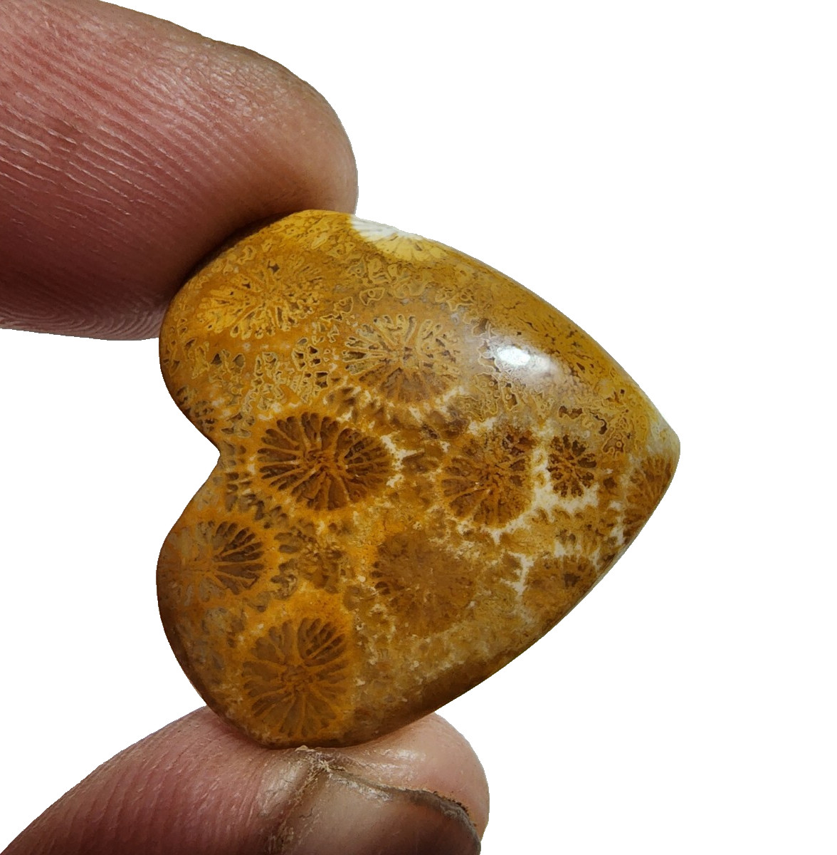 33 Crt Beautiful Yellow Fossil Coral Heart Shape Gemstone Cabochon For Jewelry