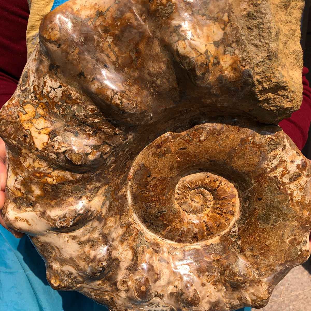 21.93LB Large Natural Beautiful Ammonite Fossil Conch Crystal Specimen Healing