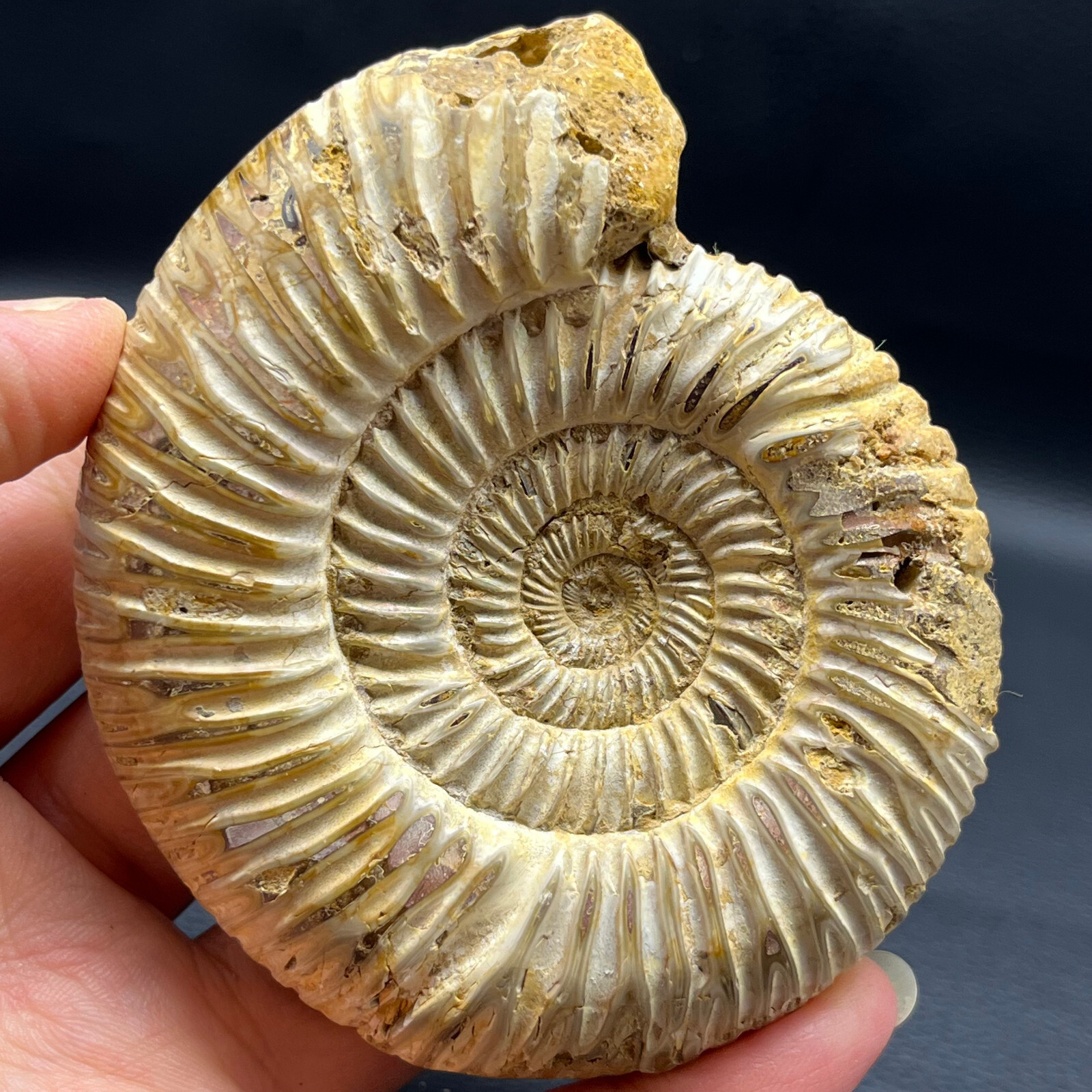 201G Natural conch specimens from Madagascar Rough without any treatment Y8