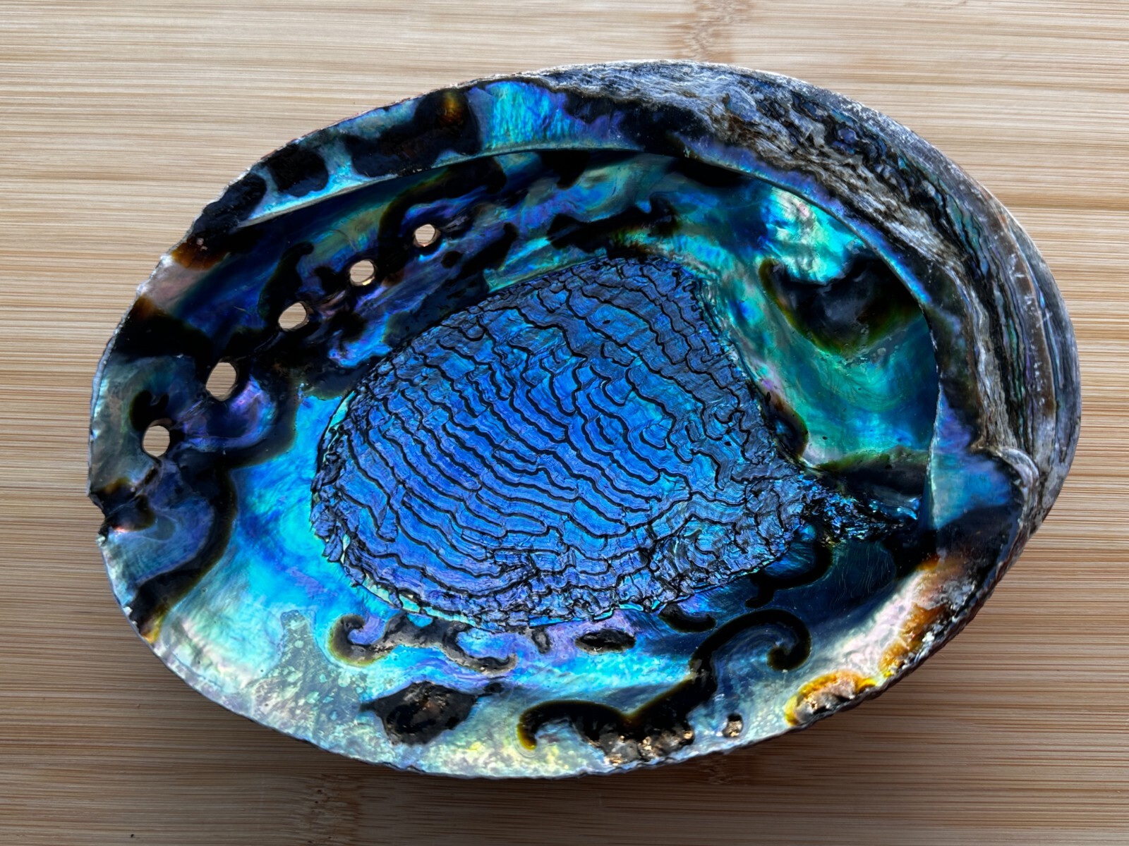 Jumbo Abalone Shell 7-8″, Huge Seashell Incense Burner, Smudge Bowl, Bulk Lot