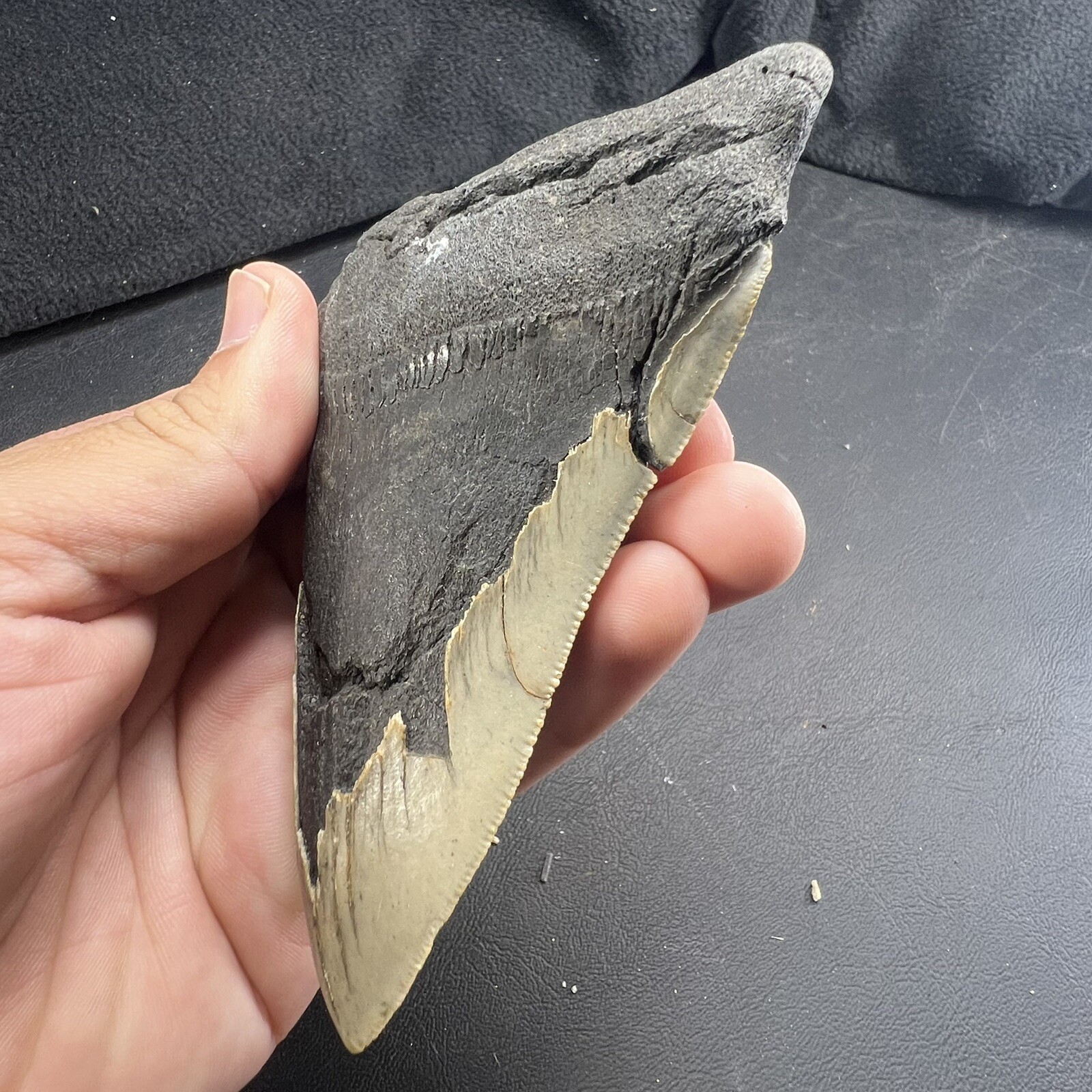 Megalodon Shark Tooth Fossil  North Carolina Coast Megaladon Megladon Meglodon