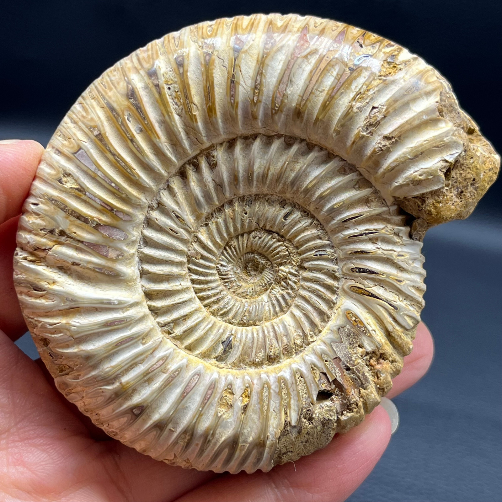 201G Natural conch specimens from Madagascar Rough without any treatment Y8