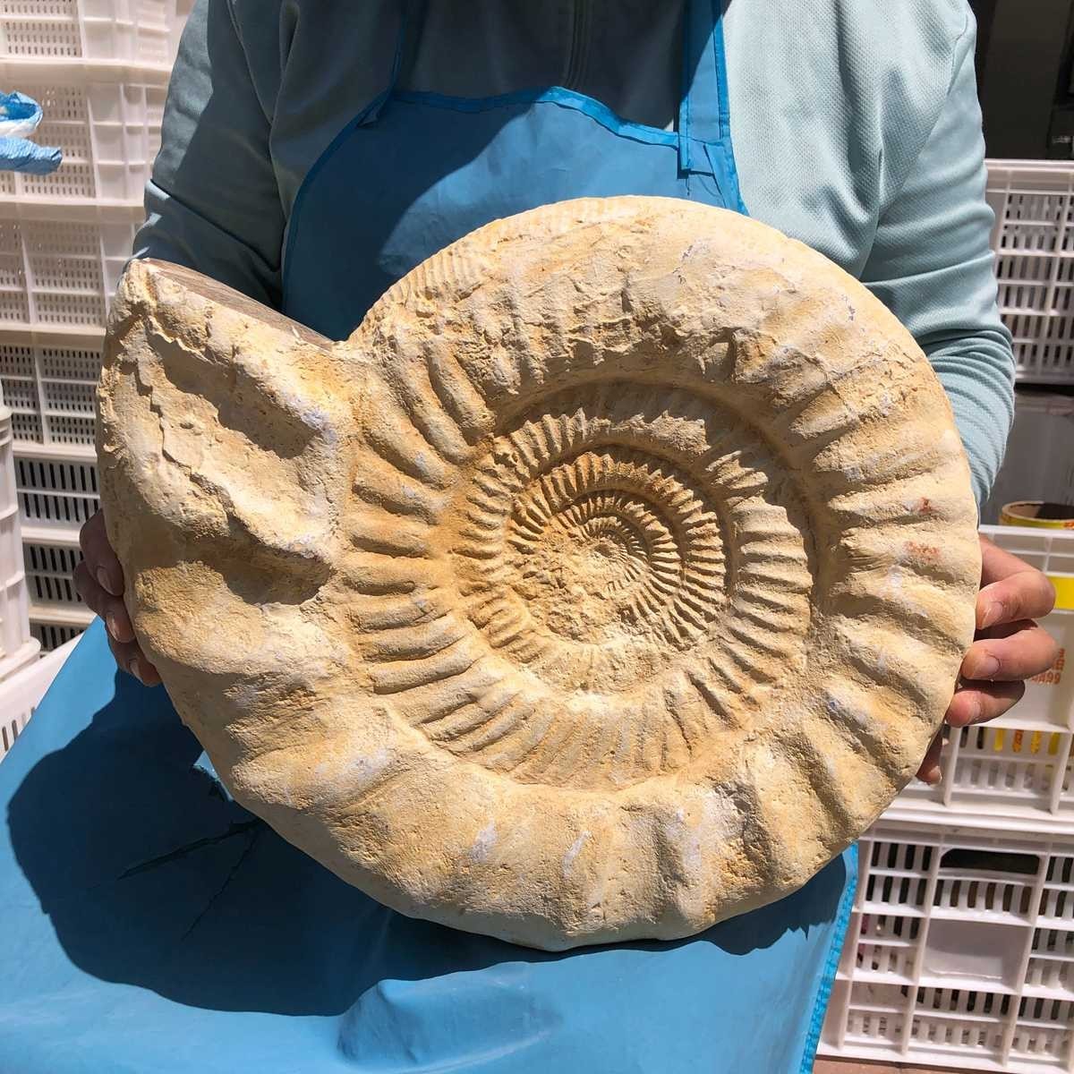 22.5LB Large Natural Beautiful Ammonite Fossil Conch Crystal Specimen Healing