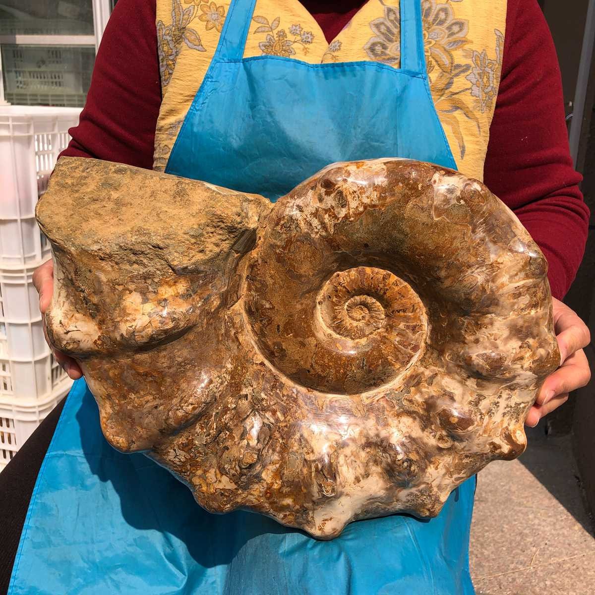 21.93LB Large Natural Beautiful Ammonite Fossil Conch Crystal Specimen Healing