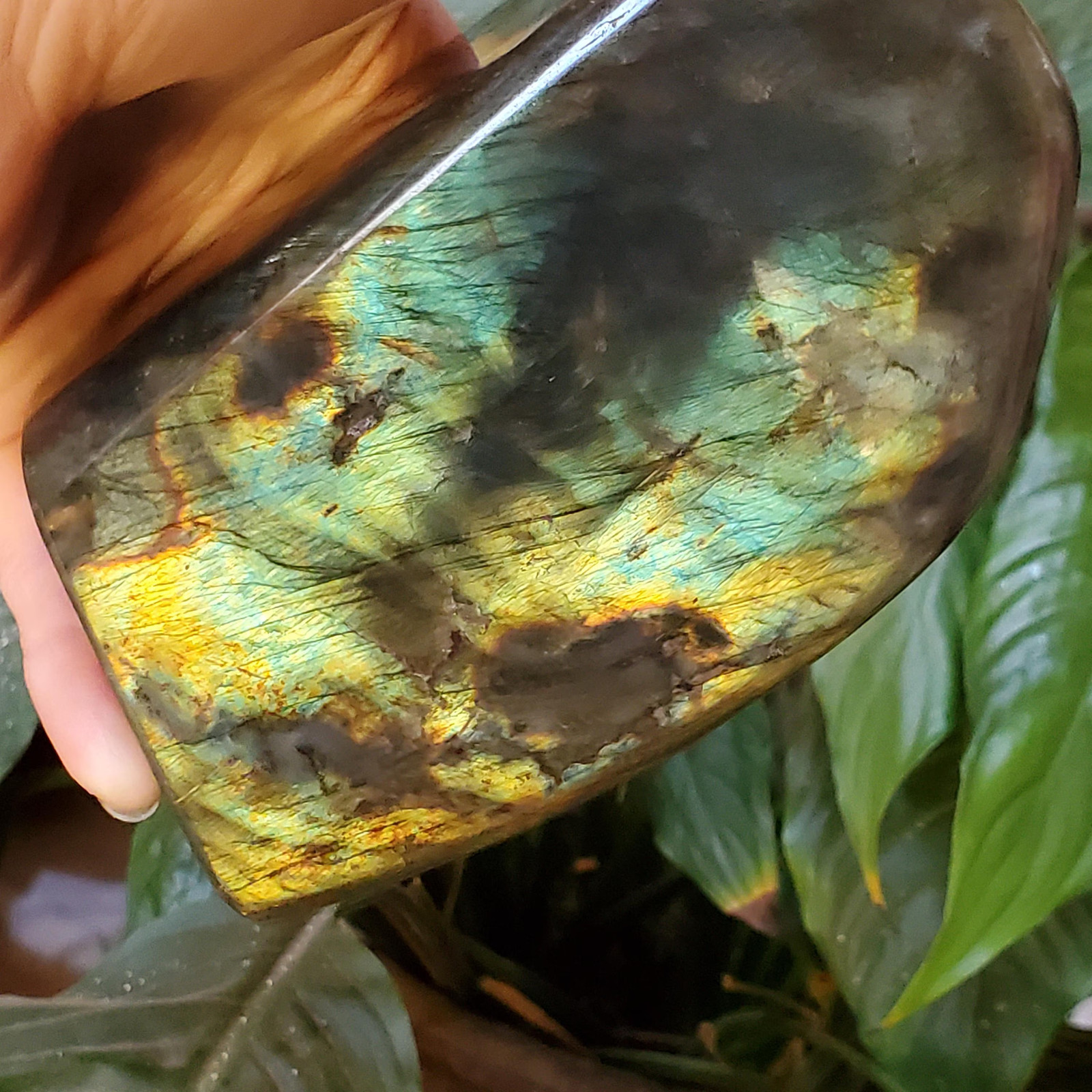 Labradorite Spectrolite Blue & Yellow Flash Crystal Slab Freeform 952 grams