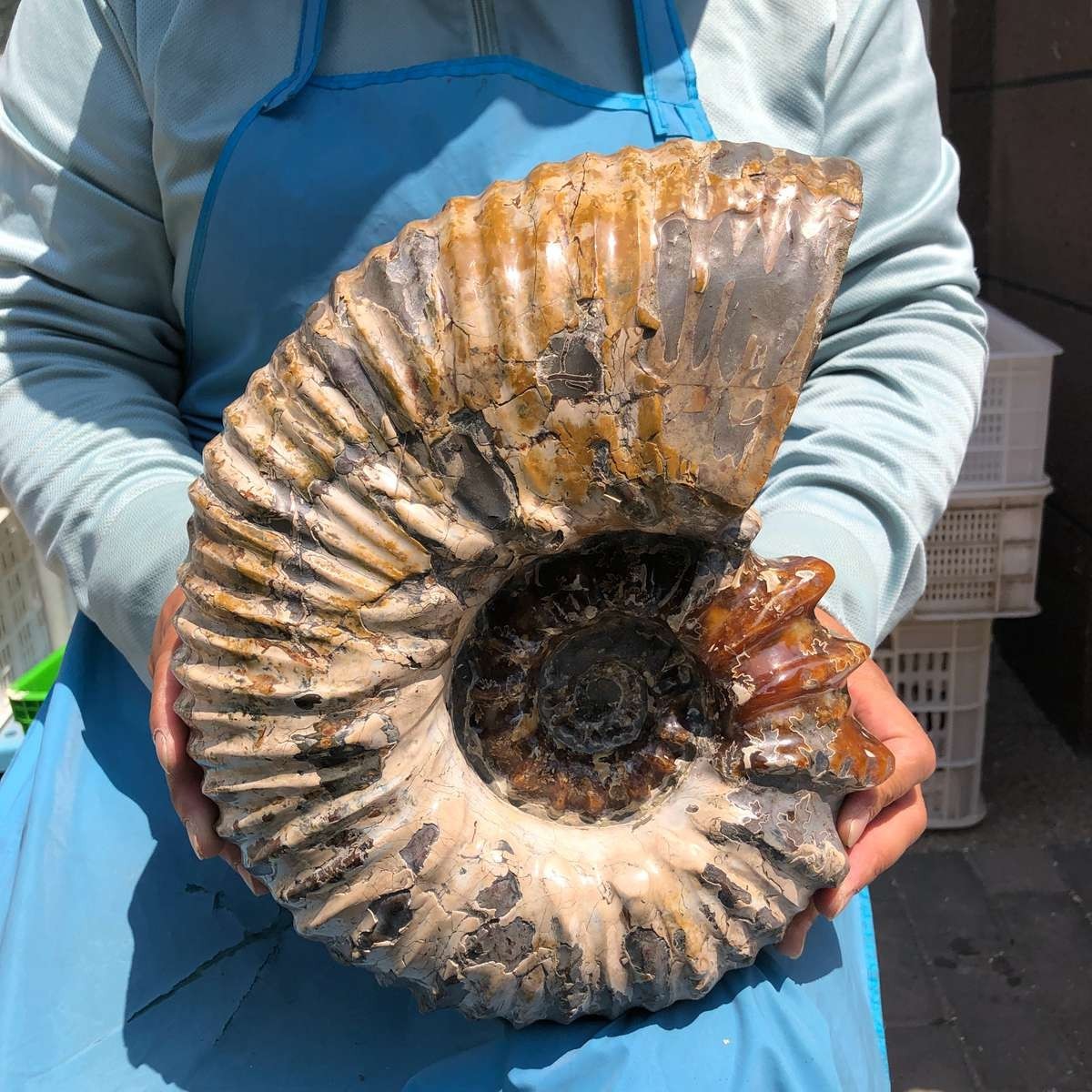 19.97LB Natural Beautiful Ammonite Fossil Conch Crystal Specimen Healing 5387