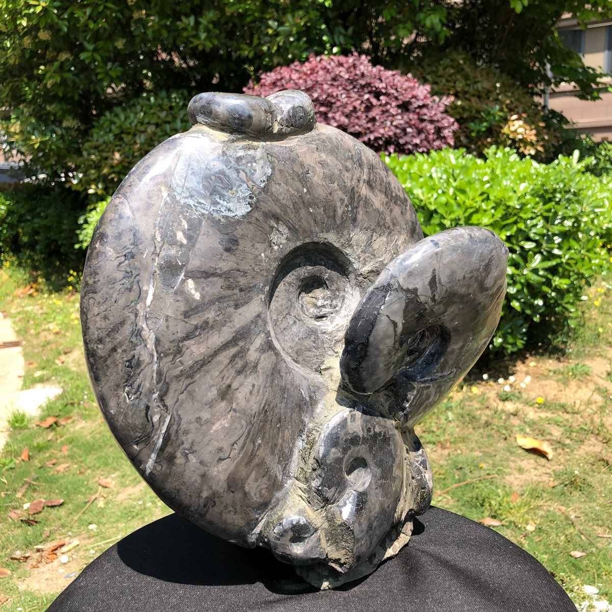 15.24LB Natural Beautiful Ammonite Fossil Conch Crystal Specimen Healing 5100
