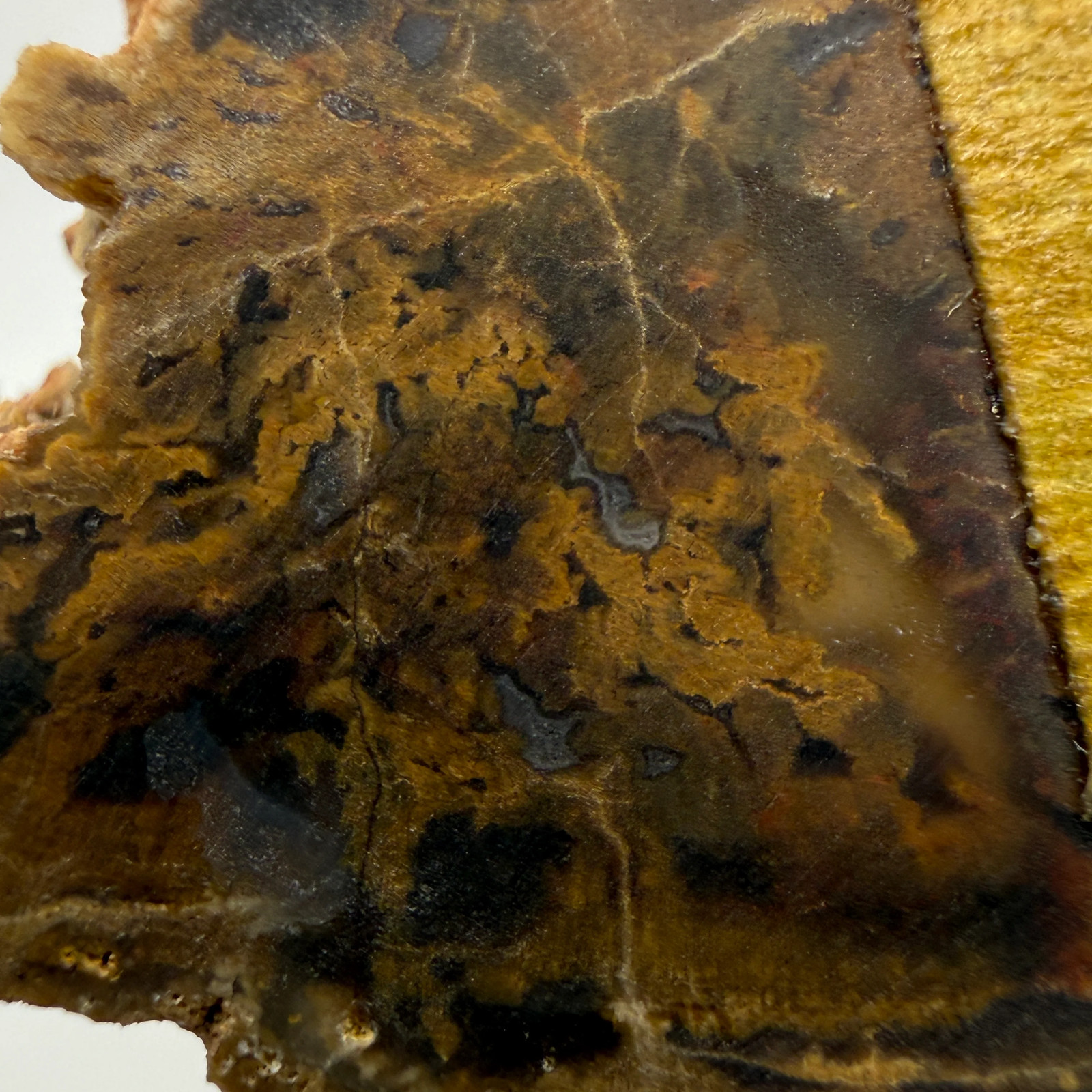 Petrified Wood (identified as Tempskya)- South Dakota