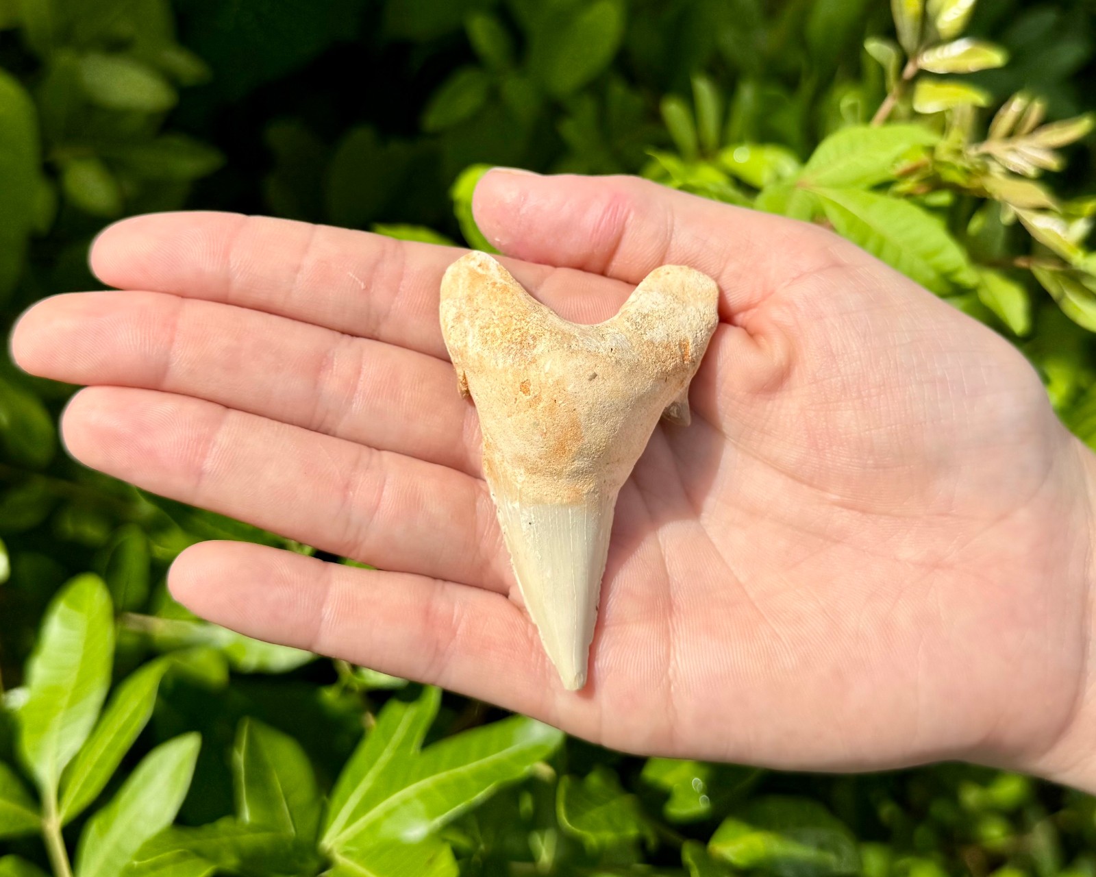 LARGE Shark Tooth Fossils, Natural Fossilized Shark Teeth – Choose Size & Amount