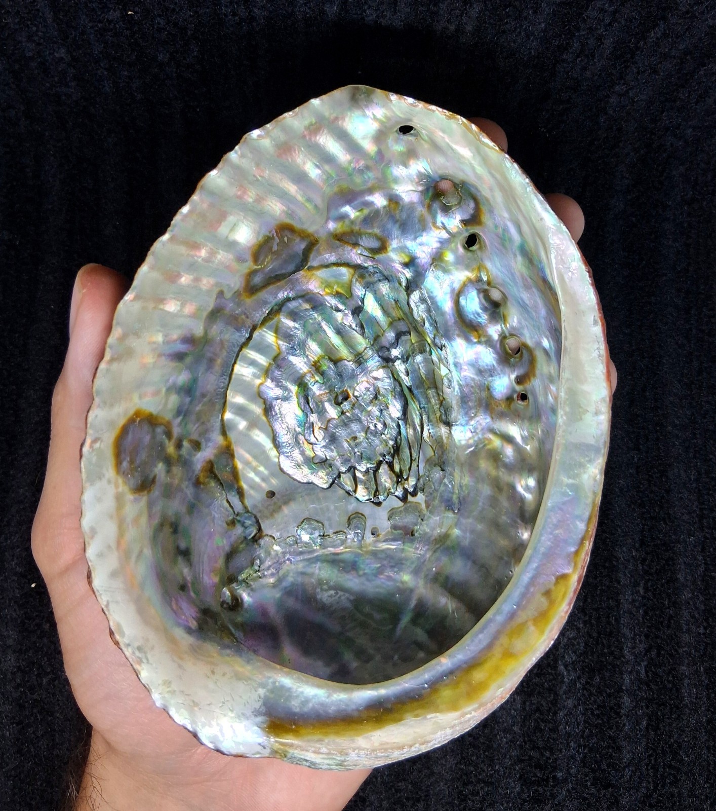 Natural Abalone Shell With Stand Large Iridescent Abalone Fossil Crystal