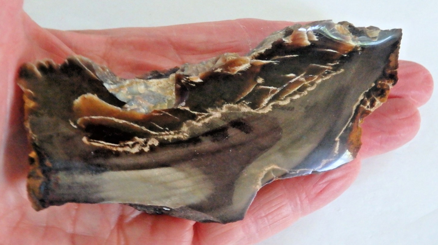 Fossil Petrified Wood 137.7 grams Polished top Raw bottom Old Stock