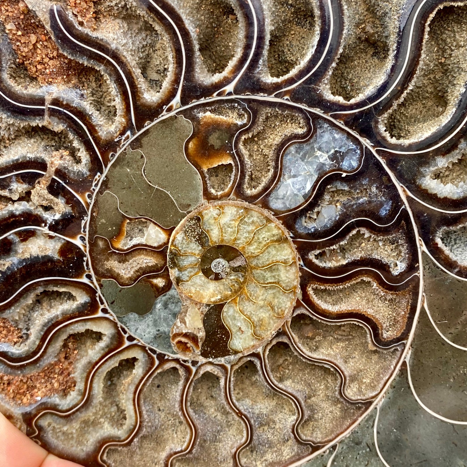 3.21LB Rare! Natural Tentacle Ammonite FossilSpecimen Shell Healing Madagascar