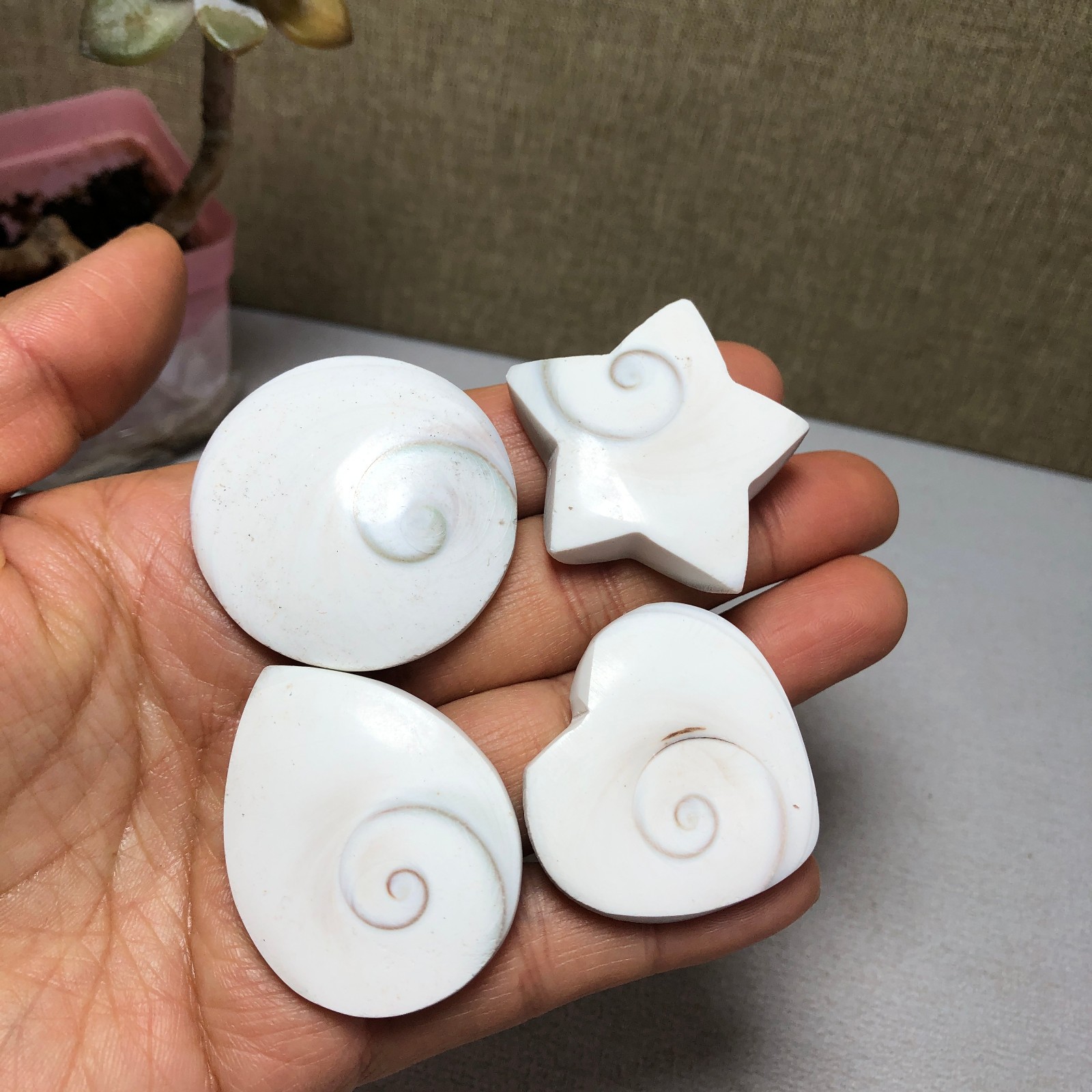 4pcs Rare sun shell Reiki Shiva Eye ocean semi-precious stone 74g A2754