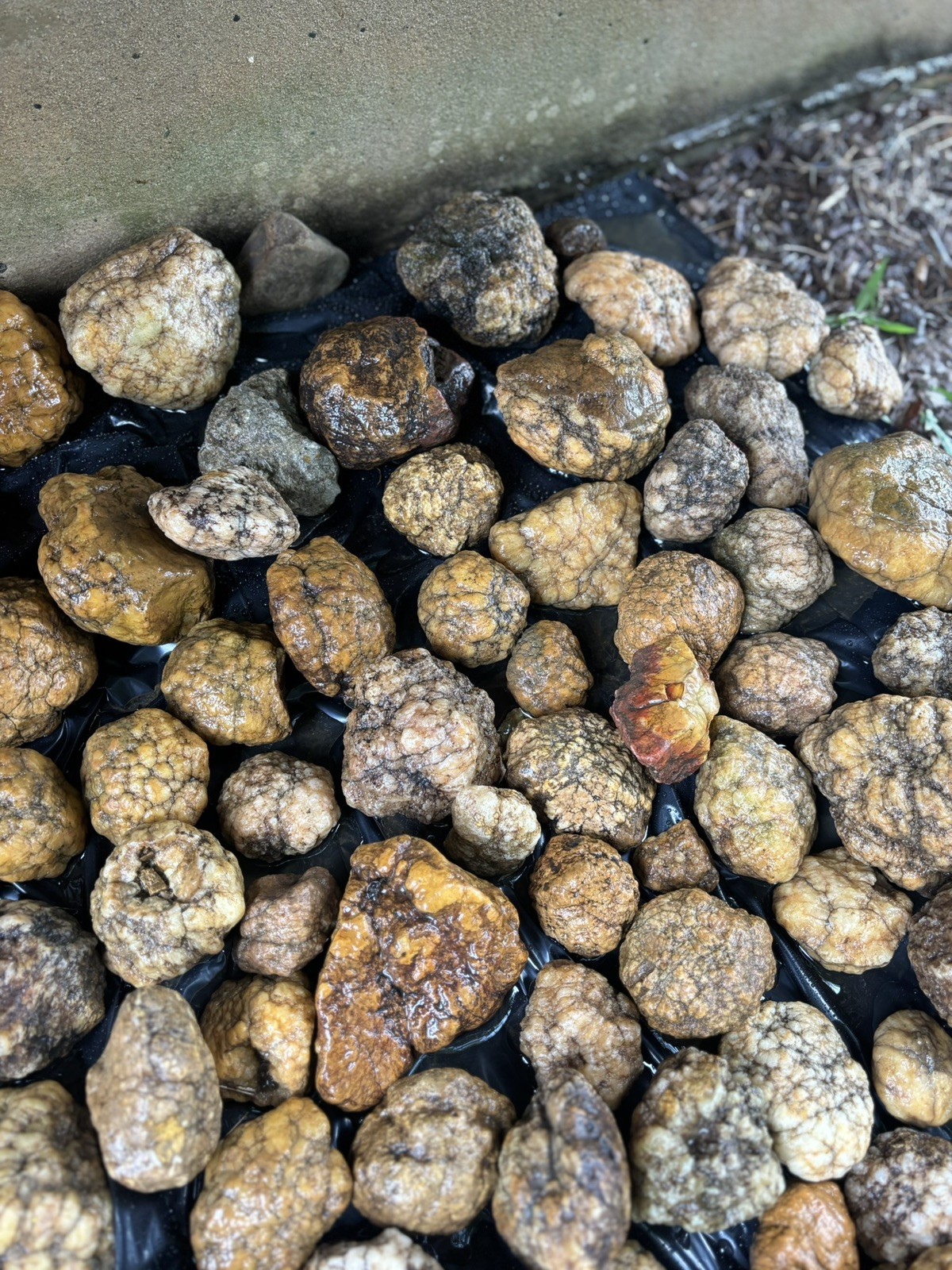 Kentucky Geodes Unopened 10lb lot + Bonus Surprise