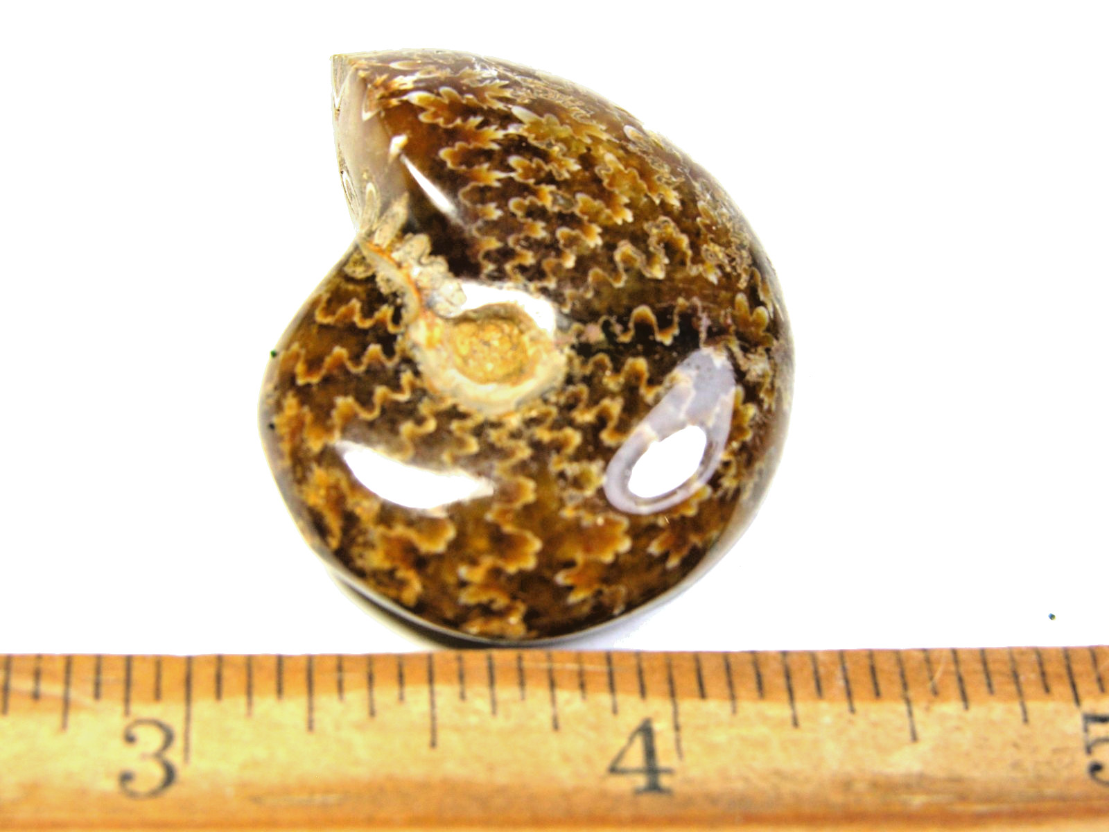 Ammonite fossil polished 1 1/2″ + showing suture lines Madagascar ms9