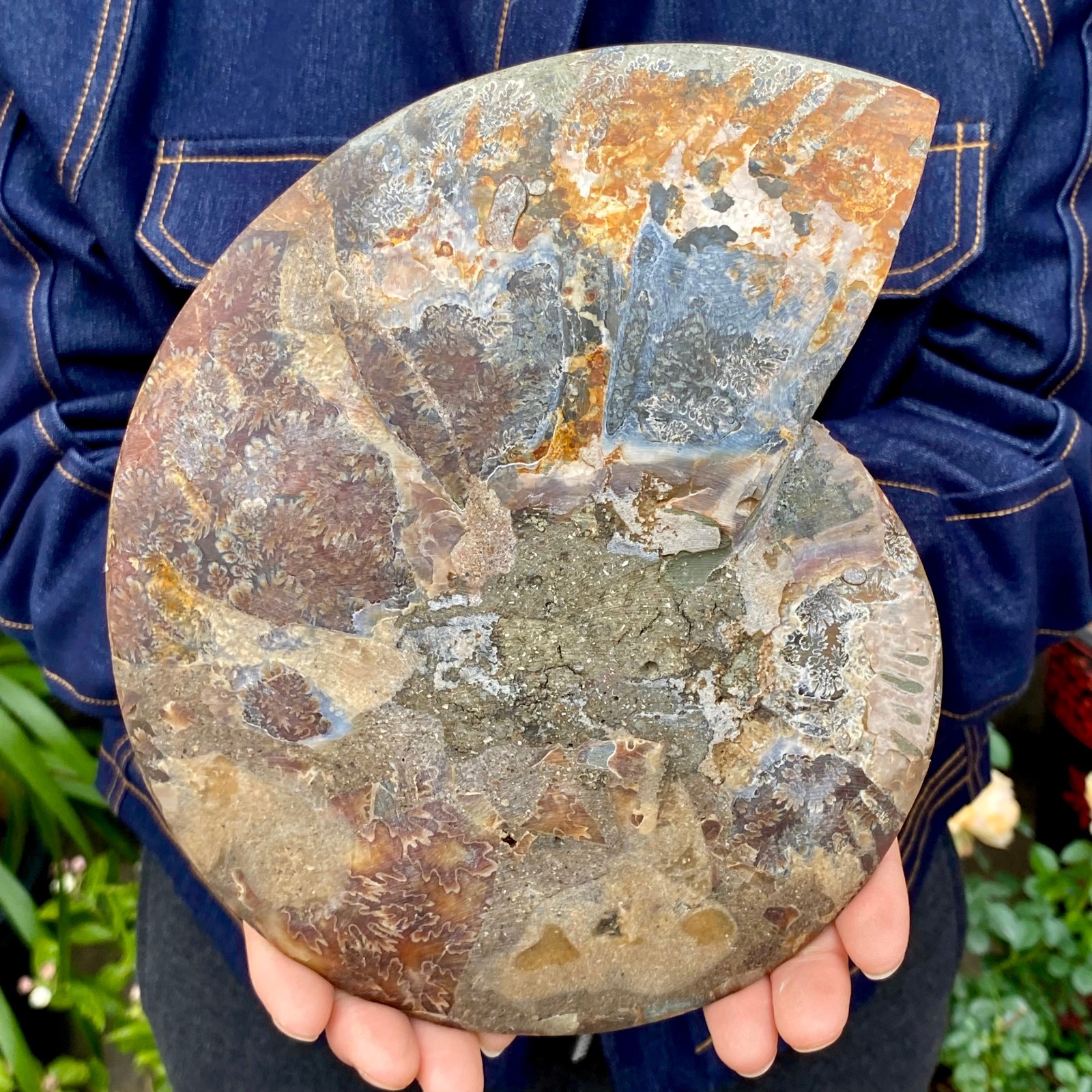 1.77LB Natural agate fossil snail shaped convex round gemstone