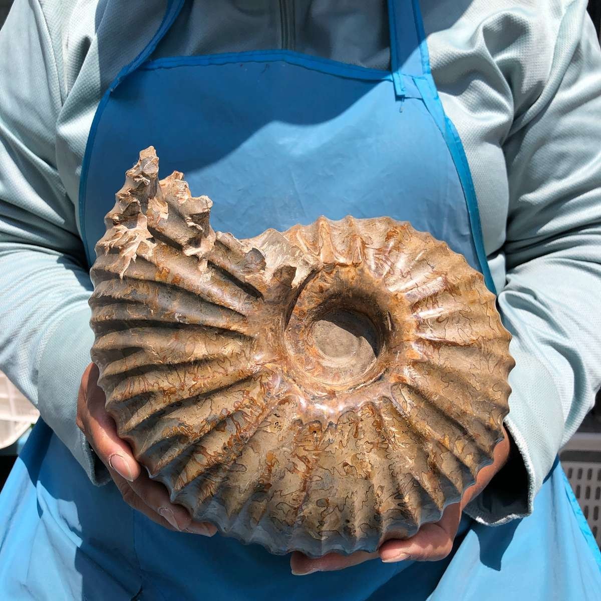 8.91LB Rare! Natural Tentacle Ammonite Specimen Healing Madagascar