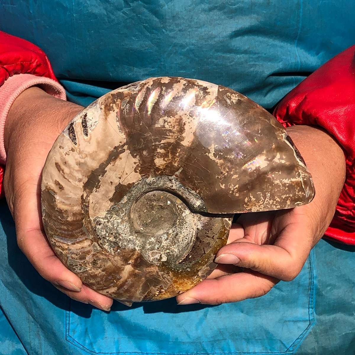 2pcs 3.65LB Natural Horn Screw Fossil Ammonite Conch Crystal Specimen Healing