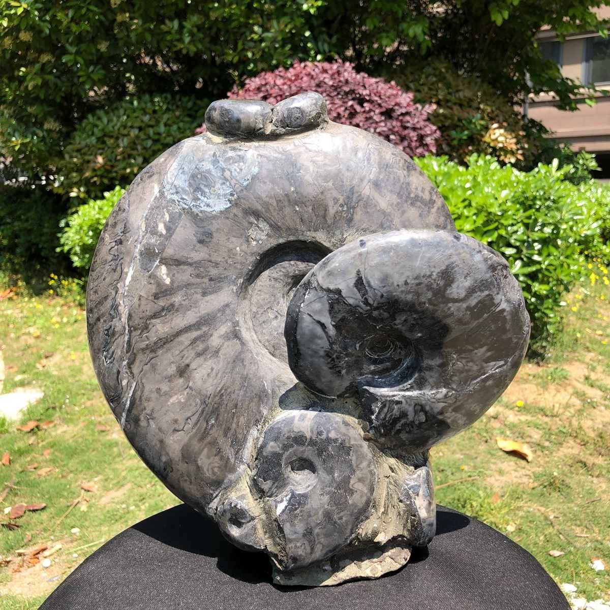 15.24LB Natural Beautiful Ammonite Fossil Conch Crystal Specimen Healing 5100
