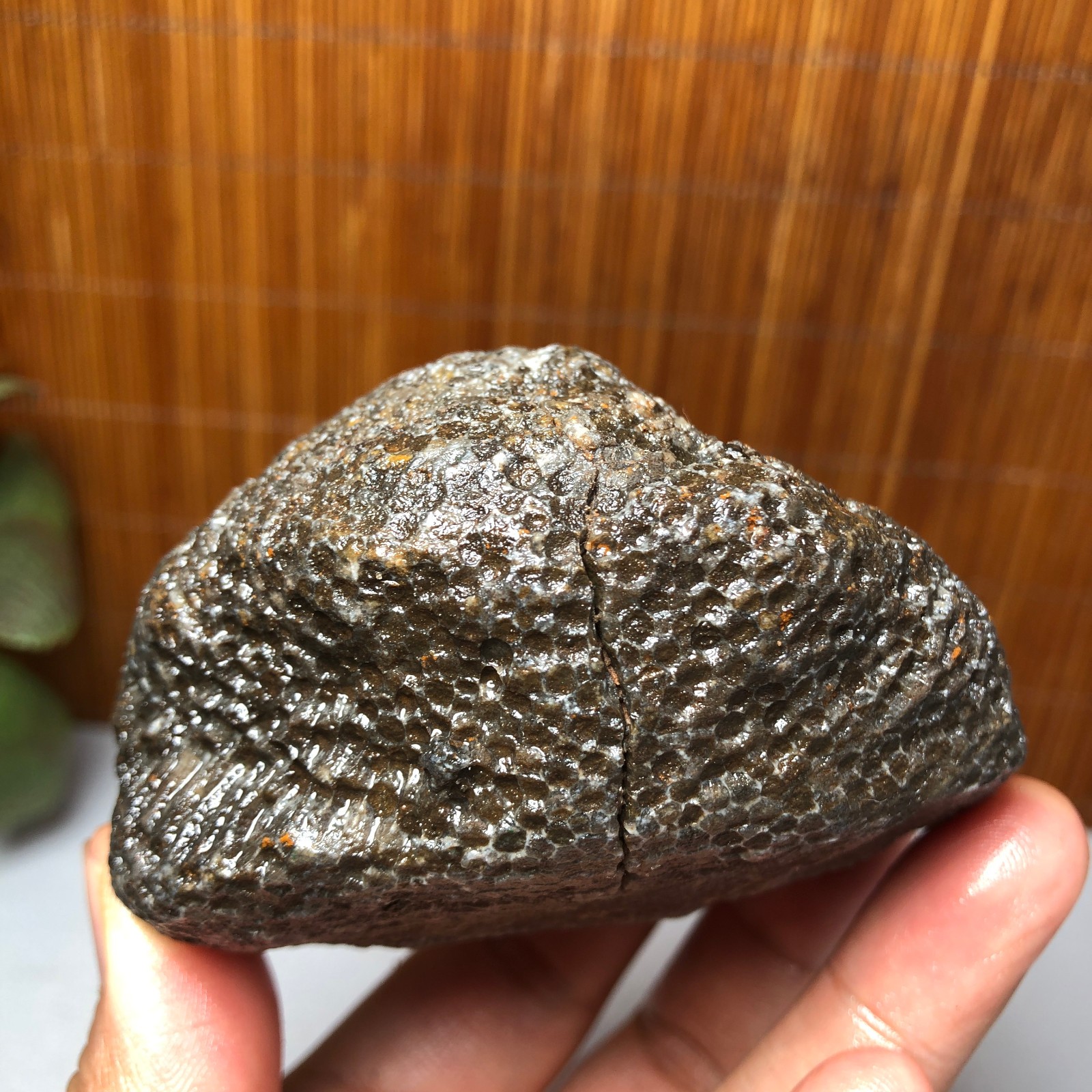 73mm Rare Rugose Coral Slab original Actinocyathus Morocco 291g AA9419