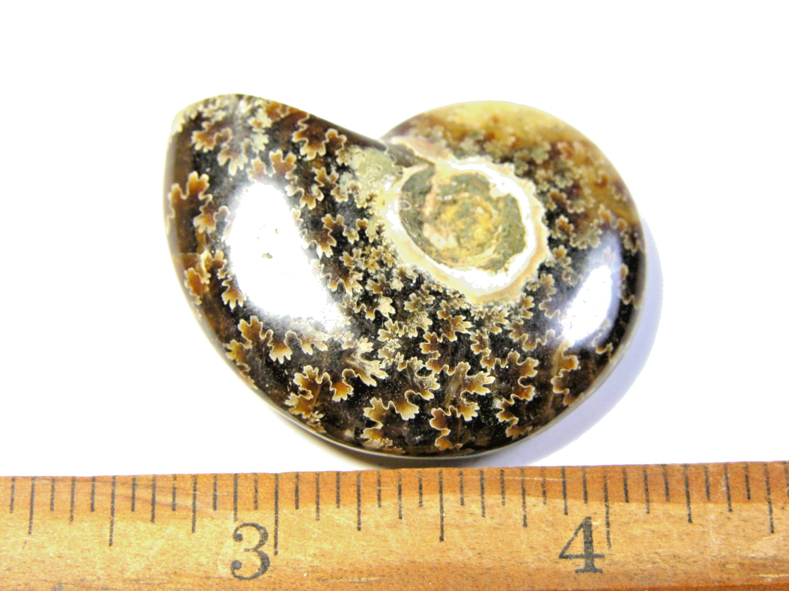 Ammonite fossil polished 1 1/2″ + showing suture &fire Madagascar ms34