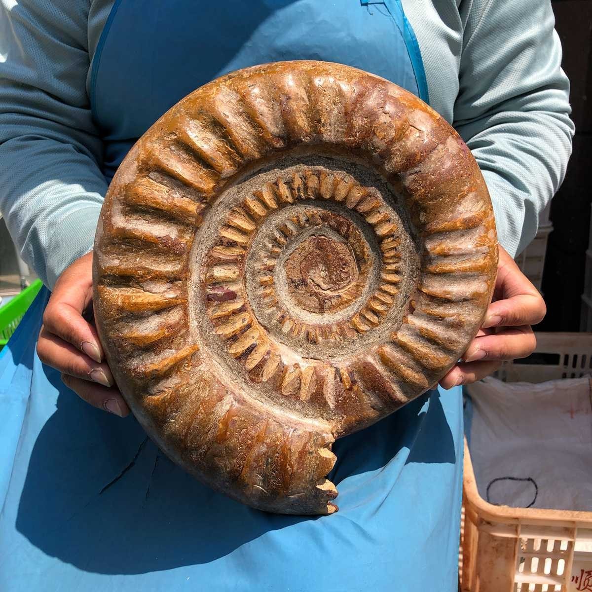 9.96LB Top Natural Horn Screw Fossil Ammonite Conch Crystal Specimen Healing