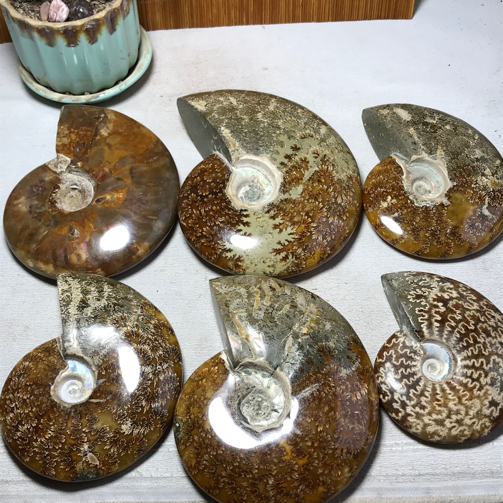 3Pcs Natural Ammonite Shell Jurrassic Crystal Specimen Madagascar 1.03kg A7003