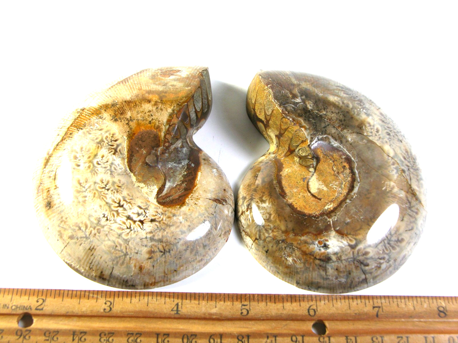 Ammonite fossil polished 5×4″ + showing suture lines Madagascar ms71