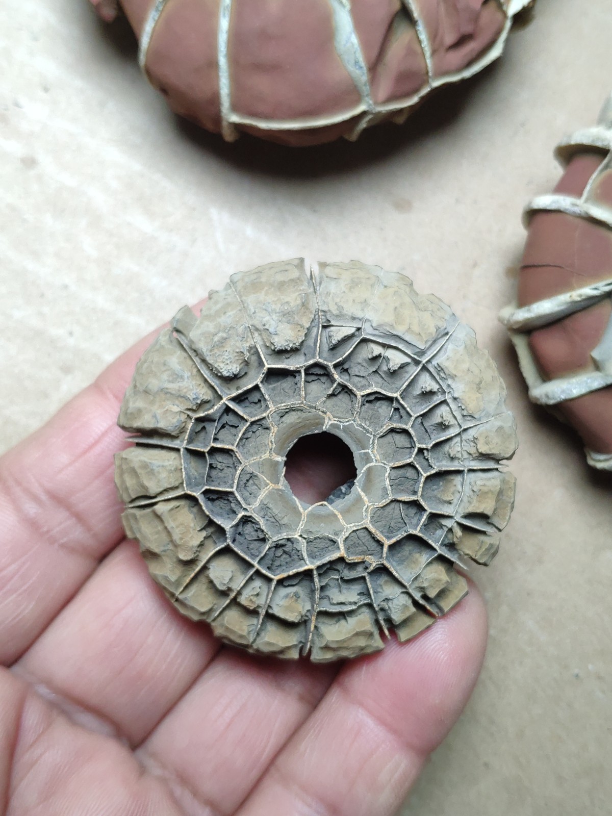 44g rare Natural tortoise back pattern stone Moire stone Specimen