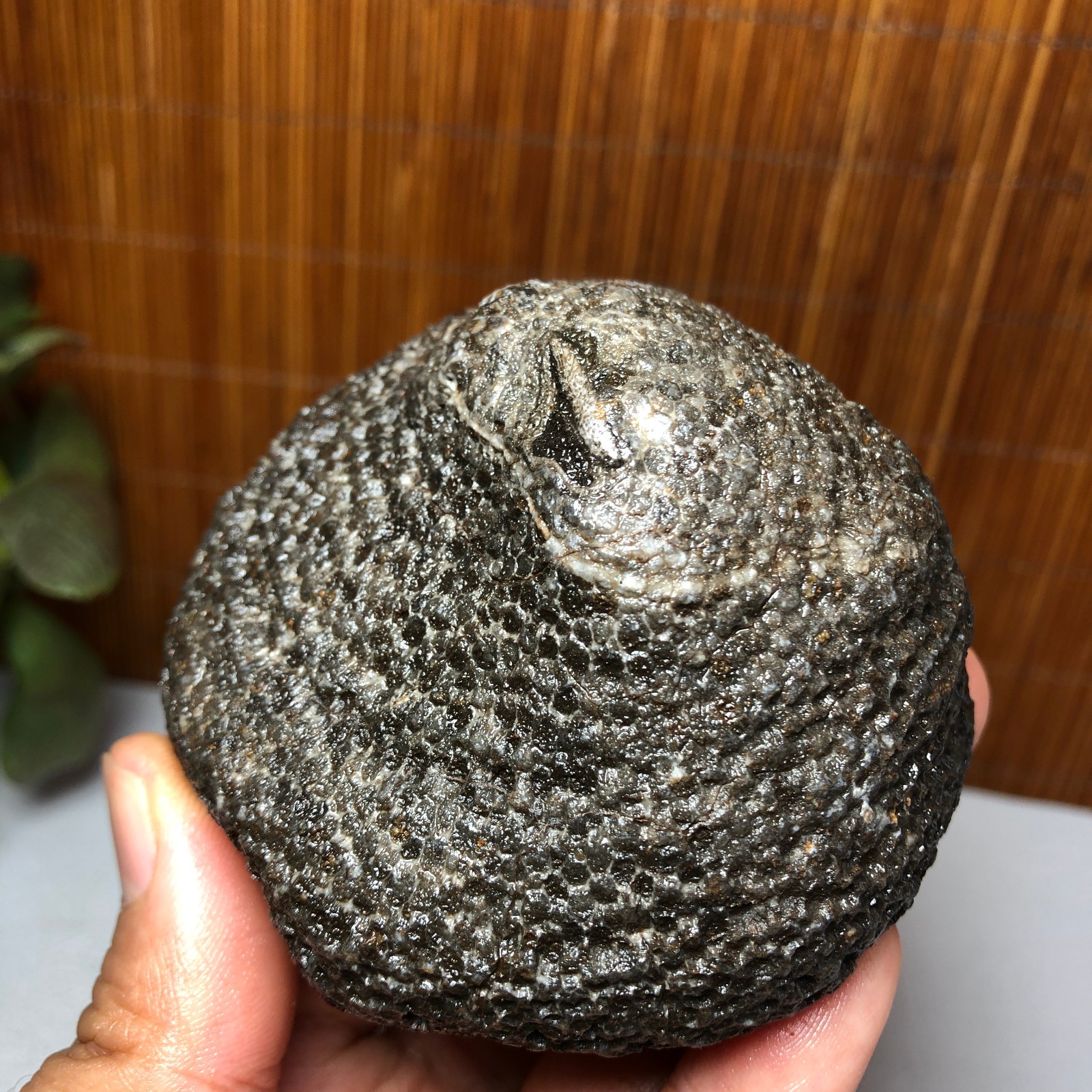 73mm Rare Rugose Coral Slab original Actinocyathus Morocco 291g AA9419