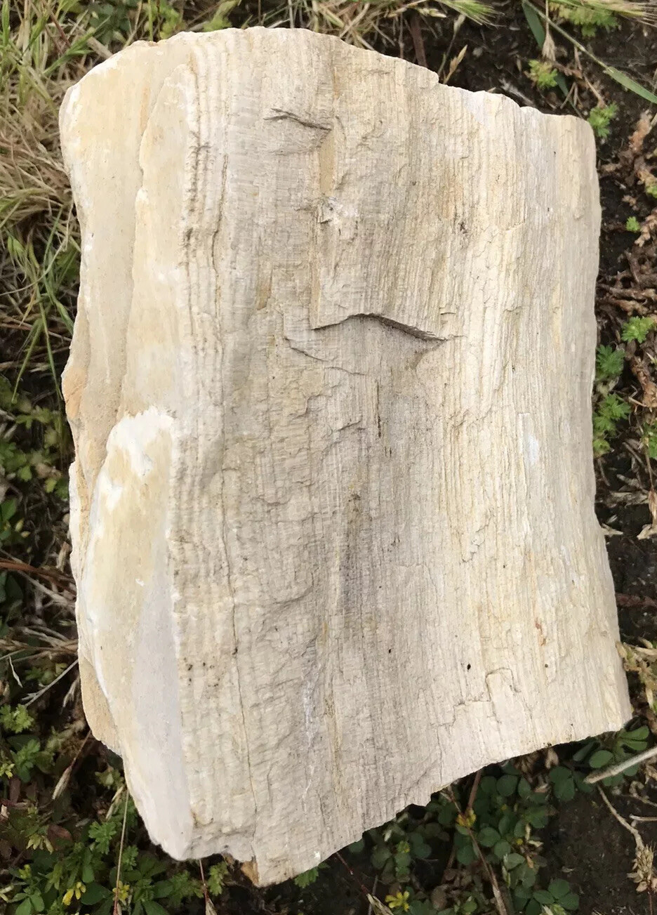 Petrified Wood 1 Pound 12 Ounces Washington State Mineral UV Reactive 1.12 Lbs