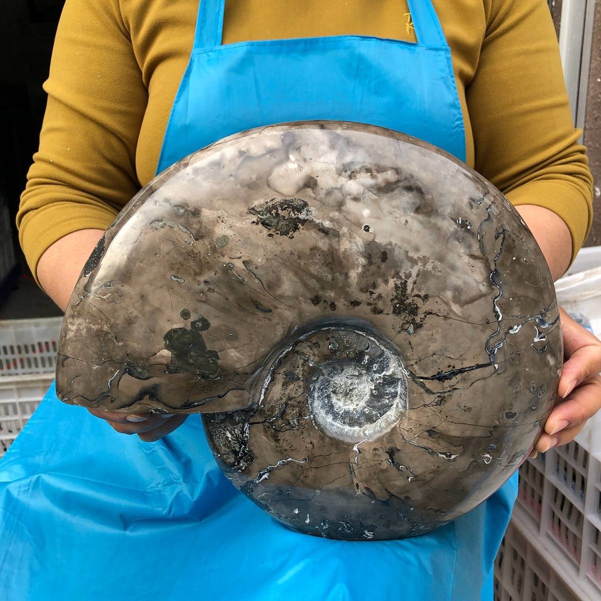 10.75LB Natural Beautiful Ammonite Fossil Conch Crystal Specimen Healing 4593